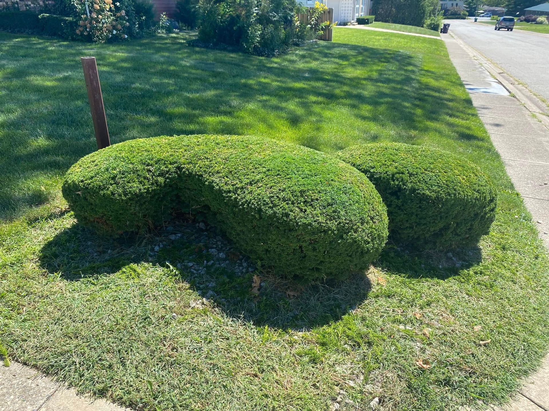 Trimmed green shrub shaped like a turtle beside a sidewalk in a sunny yard
