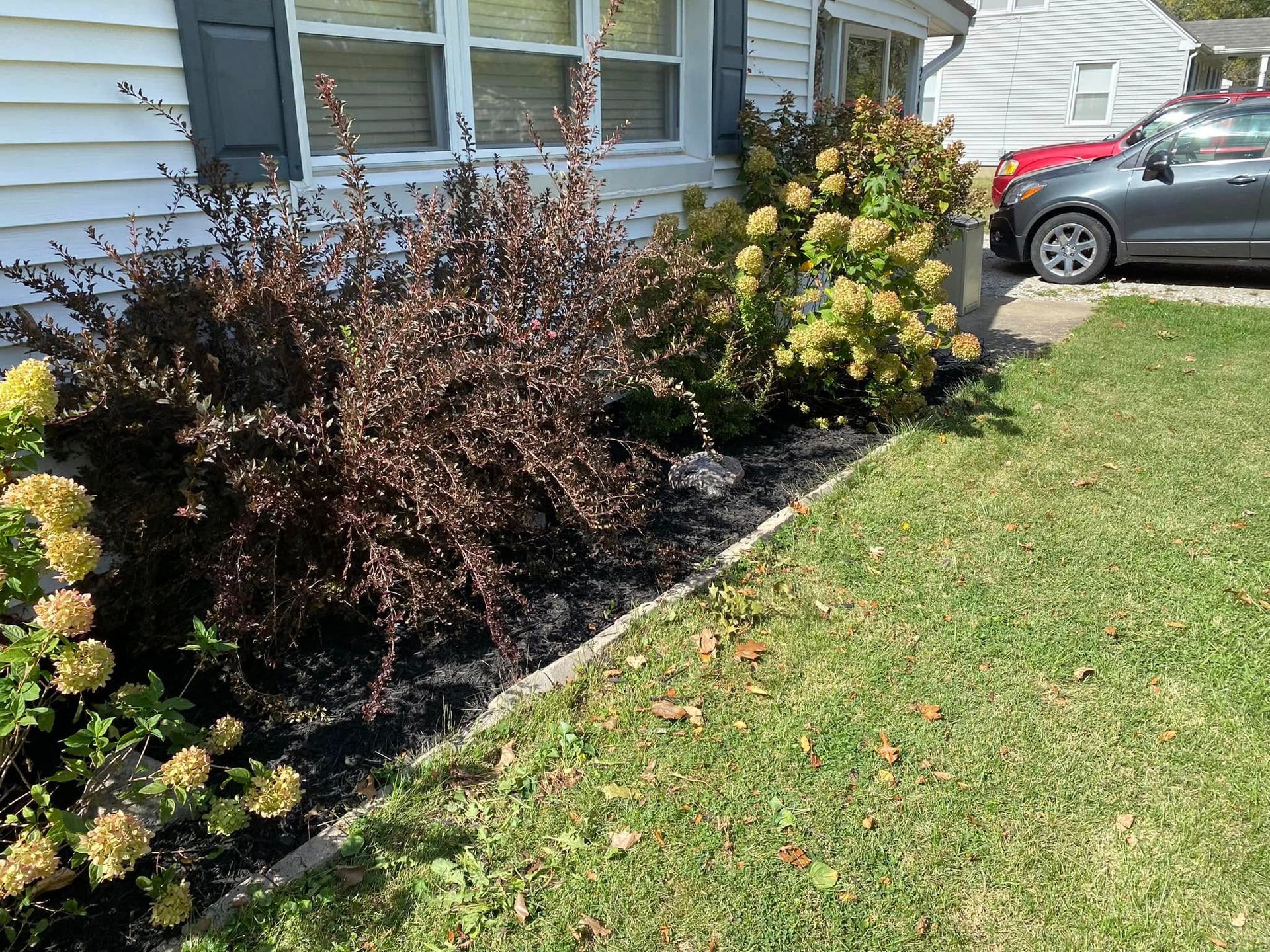 Front yard shrubs with brown and yellow leaves beside a house and parked car
