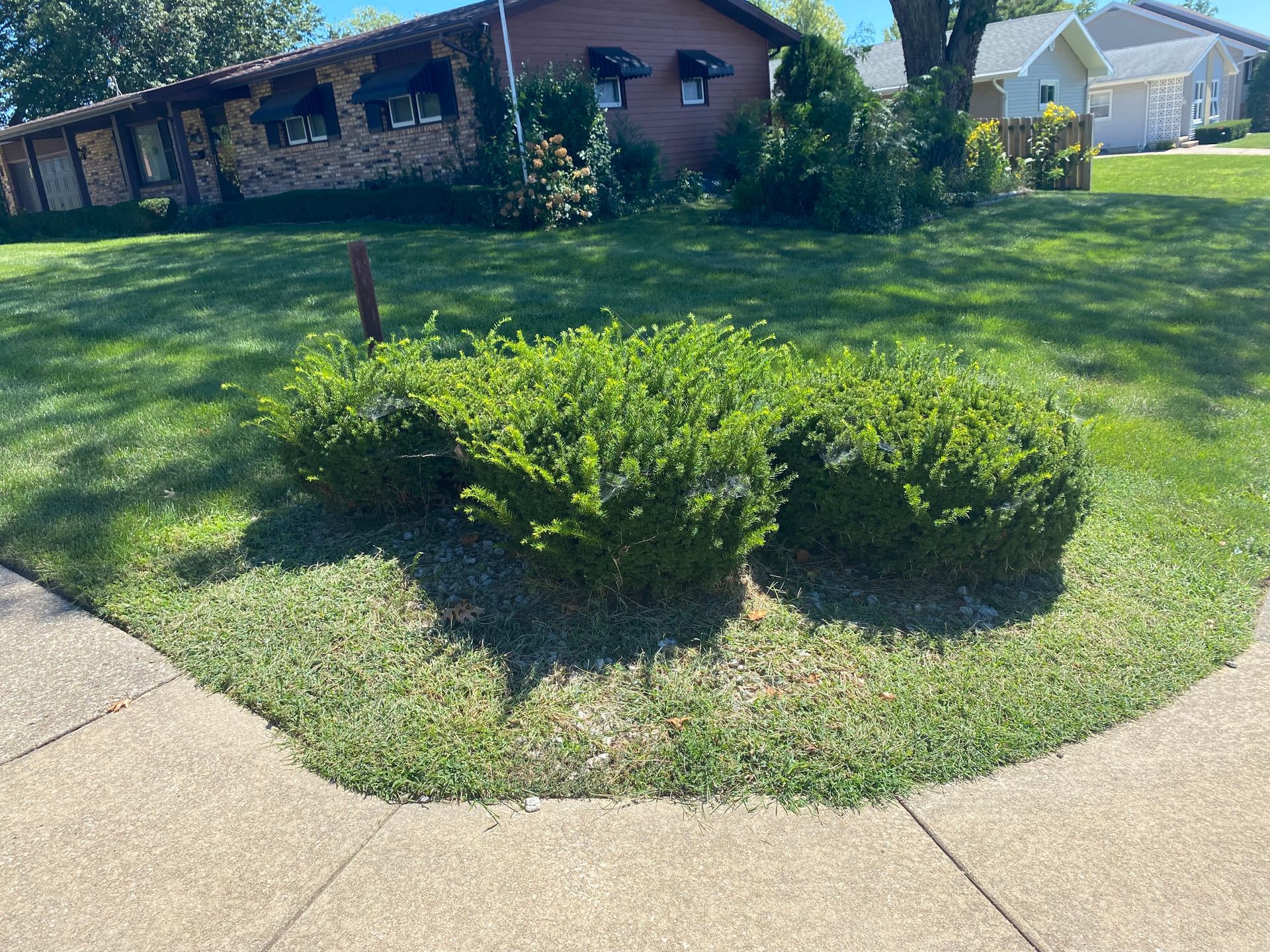Small landscaped shrub bed with green bushes beside a curved sidewalk in a sunny front yard