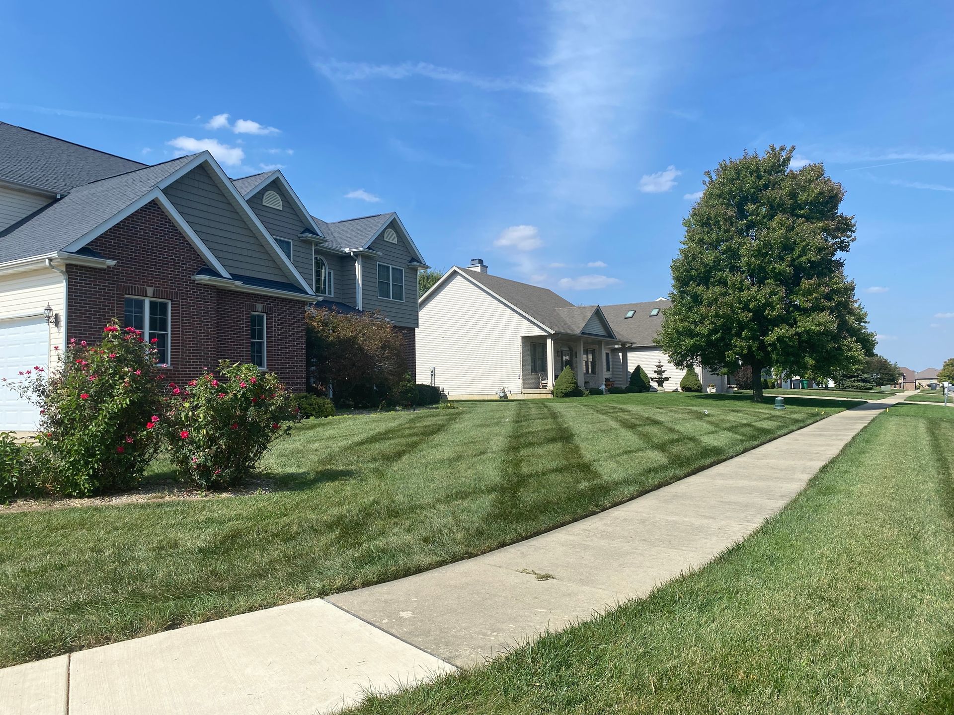 Suburban street with brick houses, green lawns, sidewalks, and a large tree under a blue sky