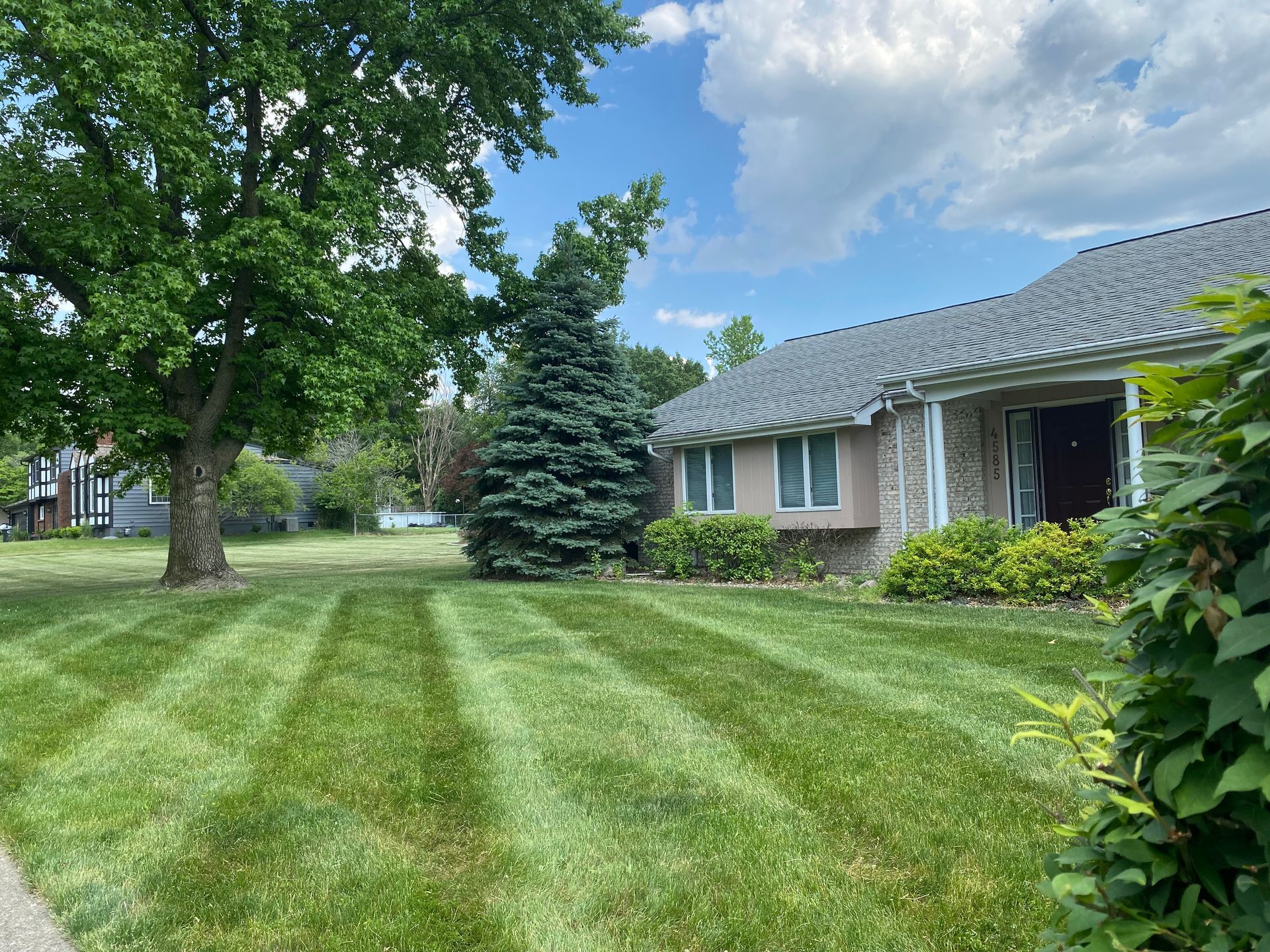 Suburban house with striped green lawn, trees, and blue sky