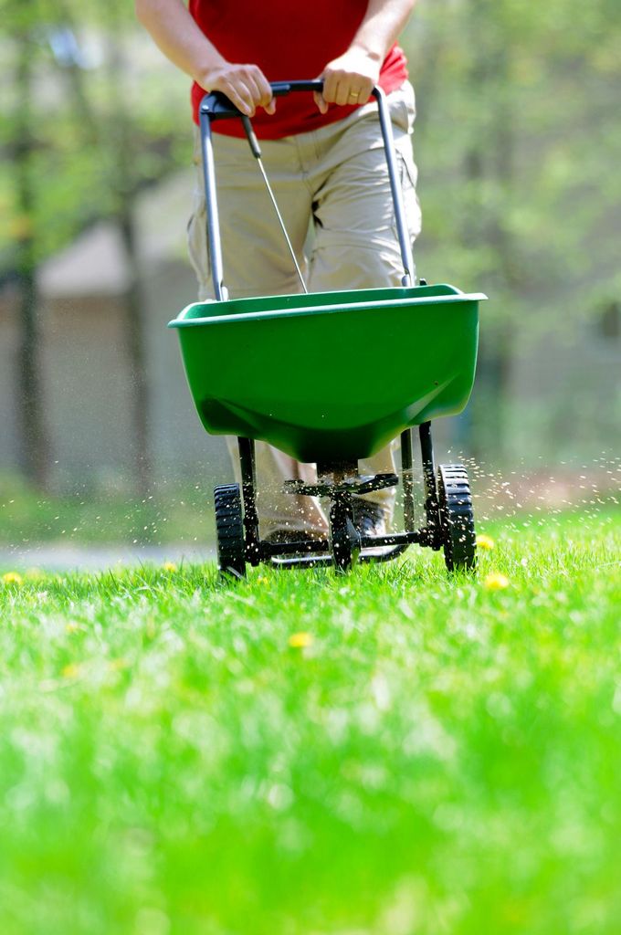 Person spreading fertilizer with a green push spreader on a grassy lawn