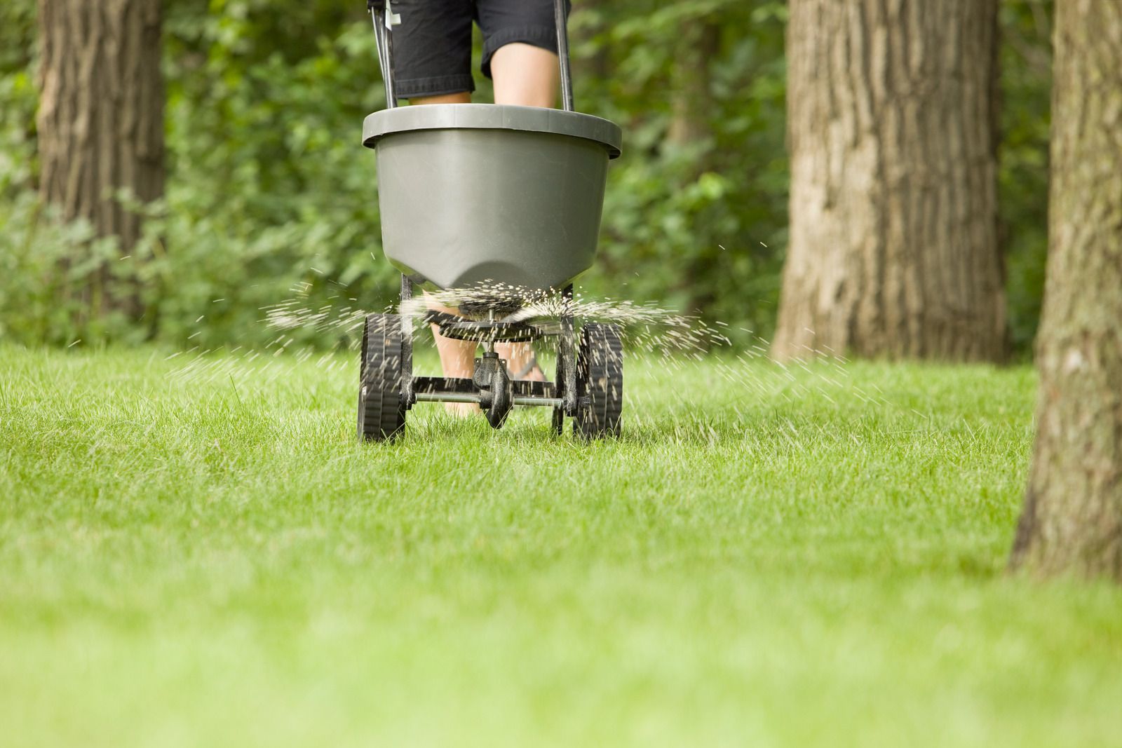 Person spreading fertilizer on a green lawn with a wheeled spreader