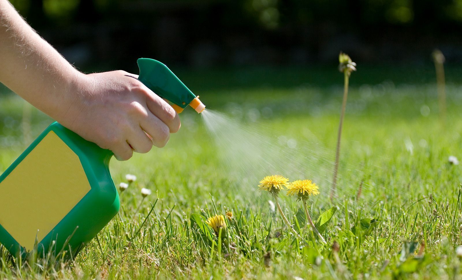 Hand spraying water over grass and dandelions with a green and yellow garden sprayer