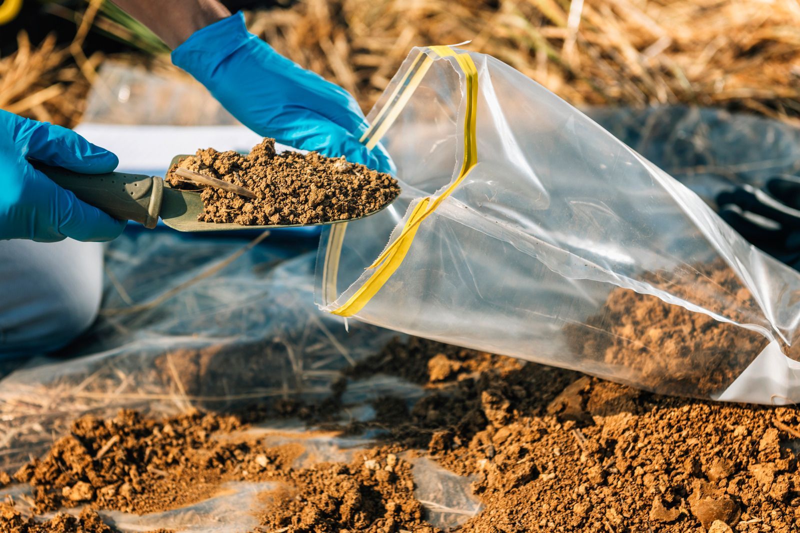Gloved hands pour seeds from a scoop into a clear plastic bag over soil in a field