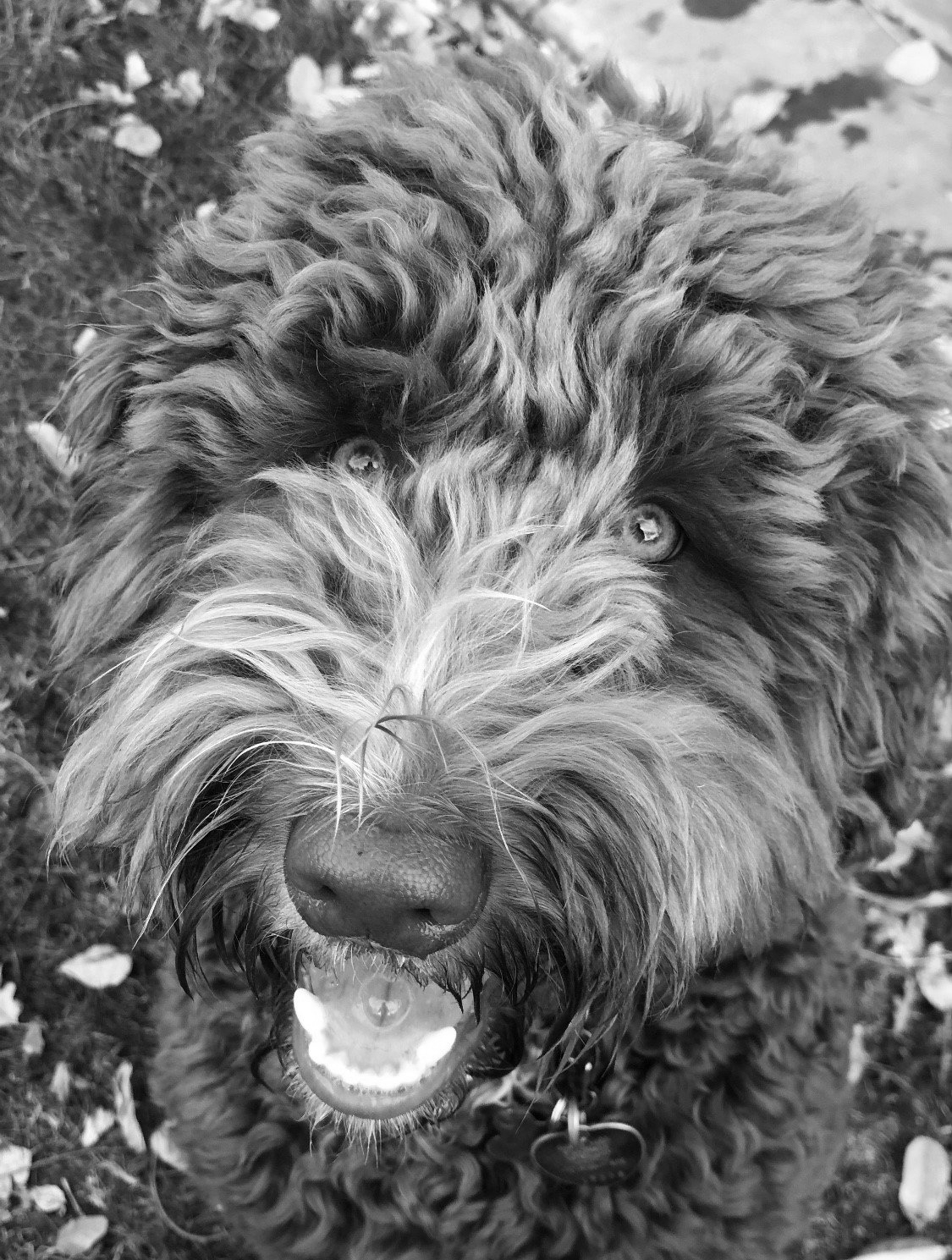 Pet care — Napa — Napa Valley Veterinary Concierge Pet care — Napa — Napa Valley Veterinary Concierge