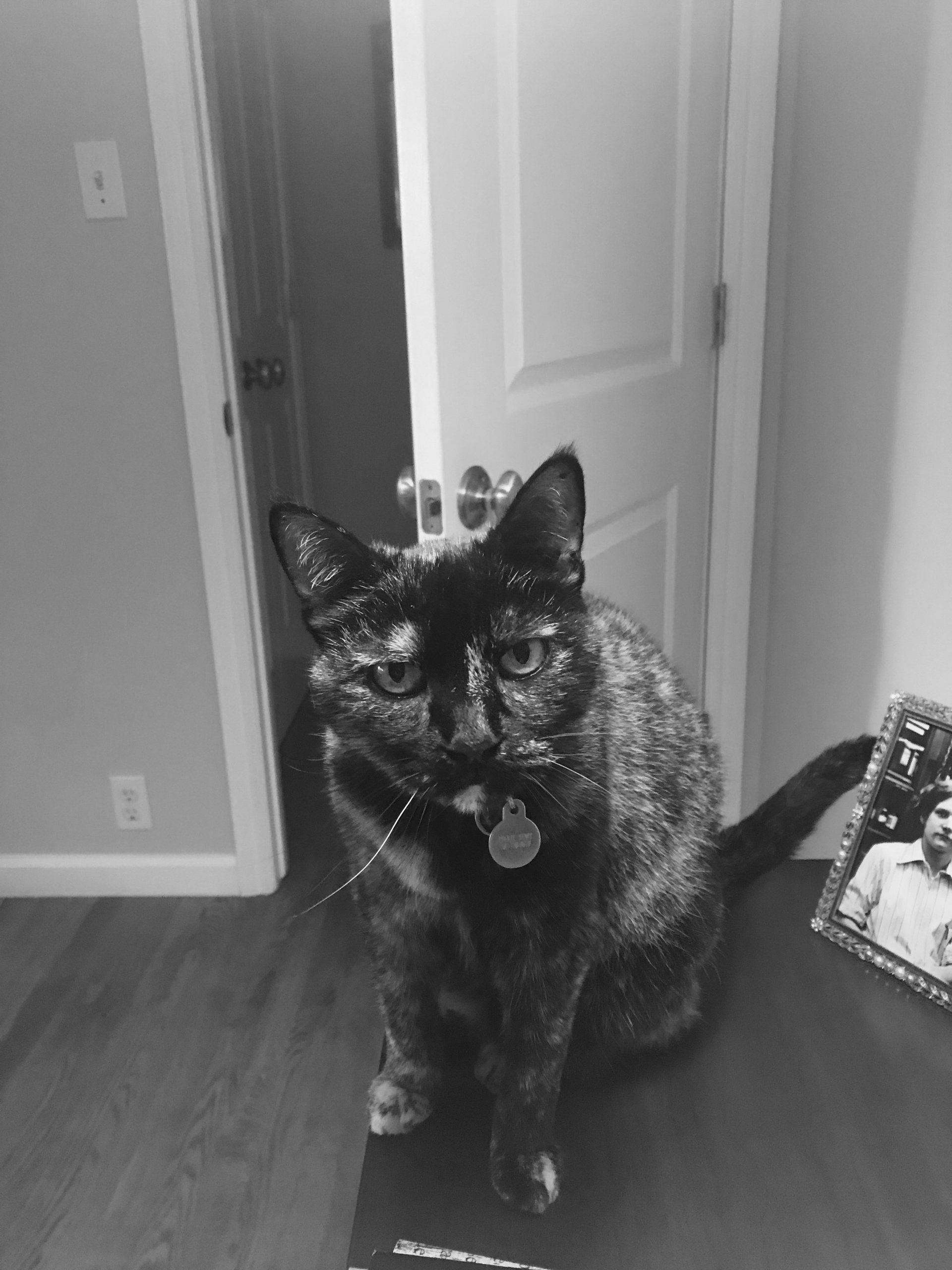 Tatiana — Napa — Napa Valley Veterinary Concierge Tatiana — Napa — Napa Valley Veterinary Concierge