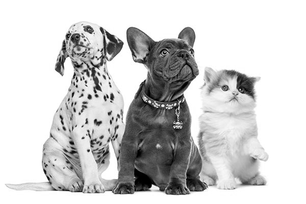 Group of kitten and puppies sitting — Napa — Napa Valley Veterinary Concierge Group of kitten and puppies sitting — Napa — Napa Valley Veterinary Concierge