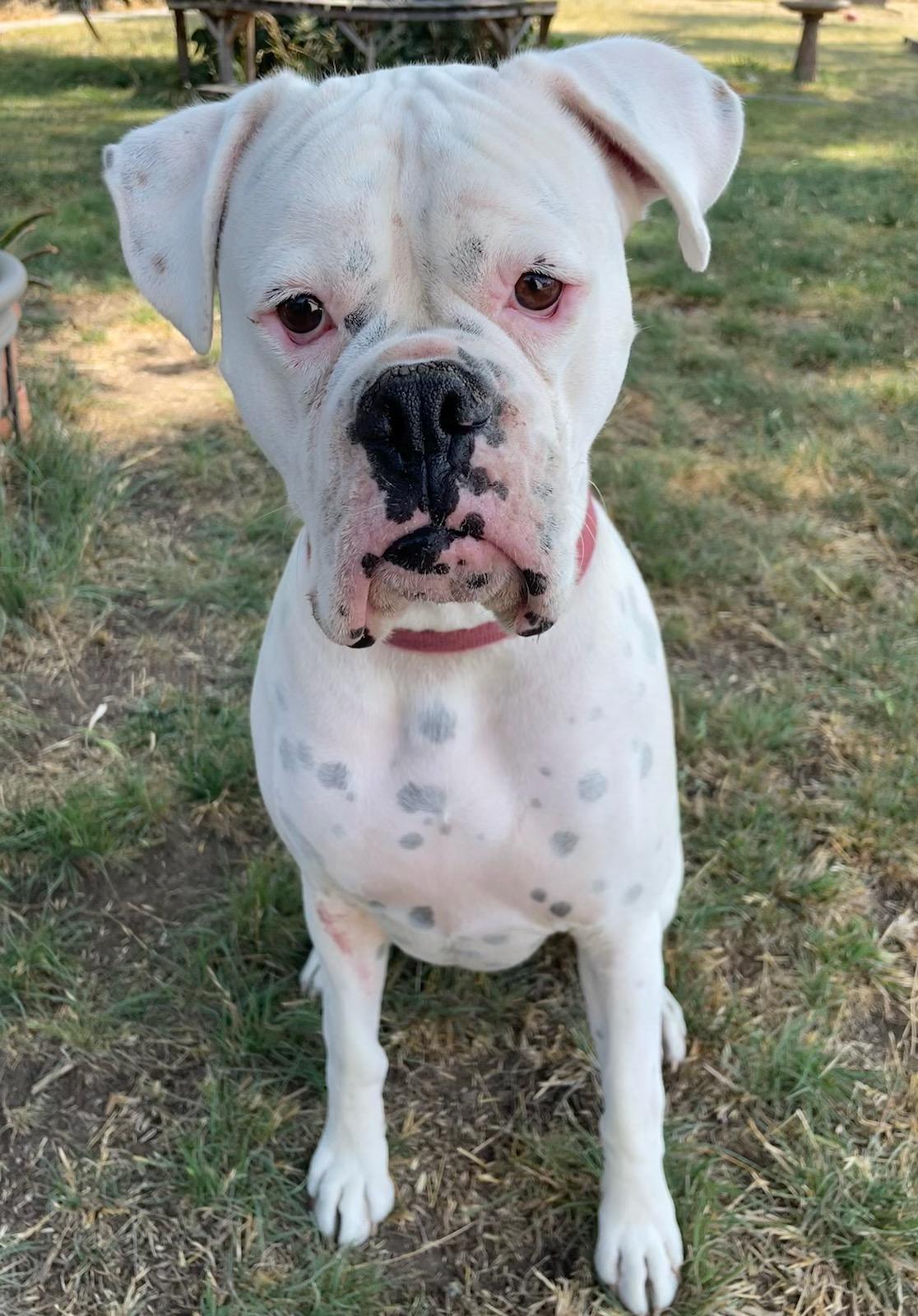 Mac — Napa County, CA — Napa Valley Veterinary Concierge