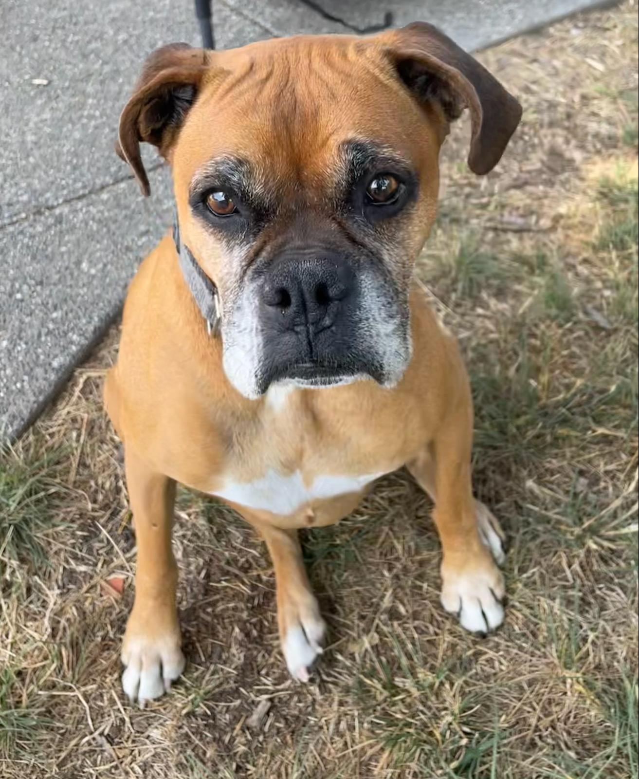 Guster — Napa County, CA — Napa Valley Veterinary Concierge