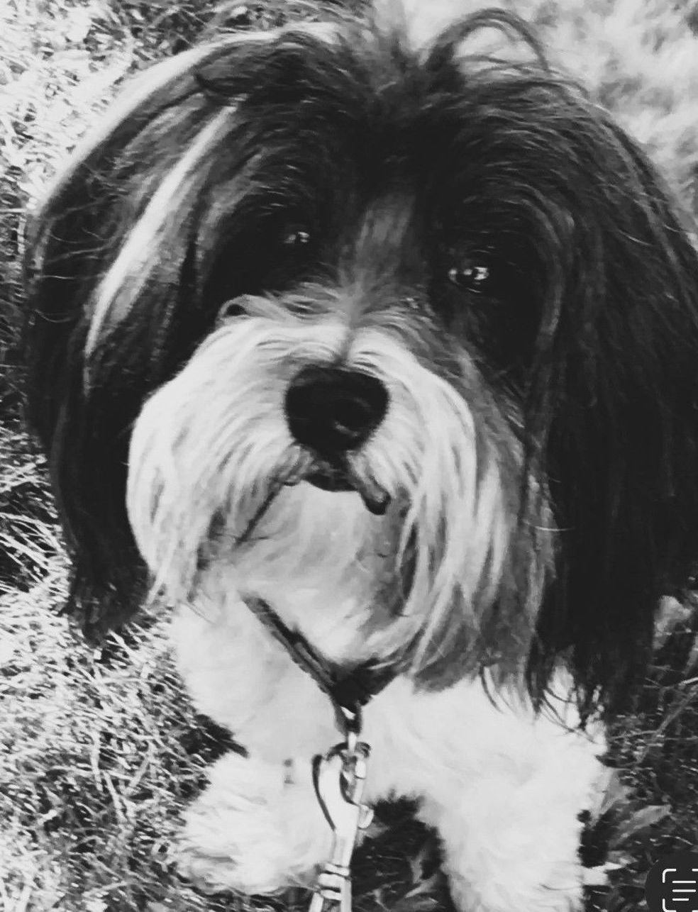 Flyer — Napa — Napa Valley Veterinary Concierge Flyer — Napa — Napa Valley Veterinary Concierge