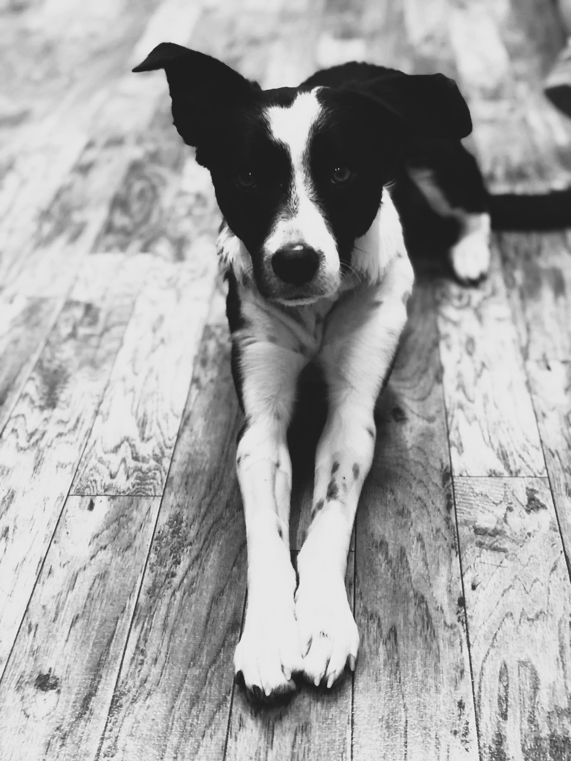 Tatiana — Napa — Napa Valley Veterinary Concierge Tatiana — Napa — Napa Valley Veterinary Concierge