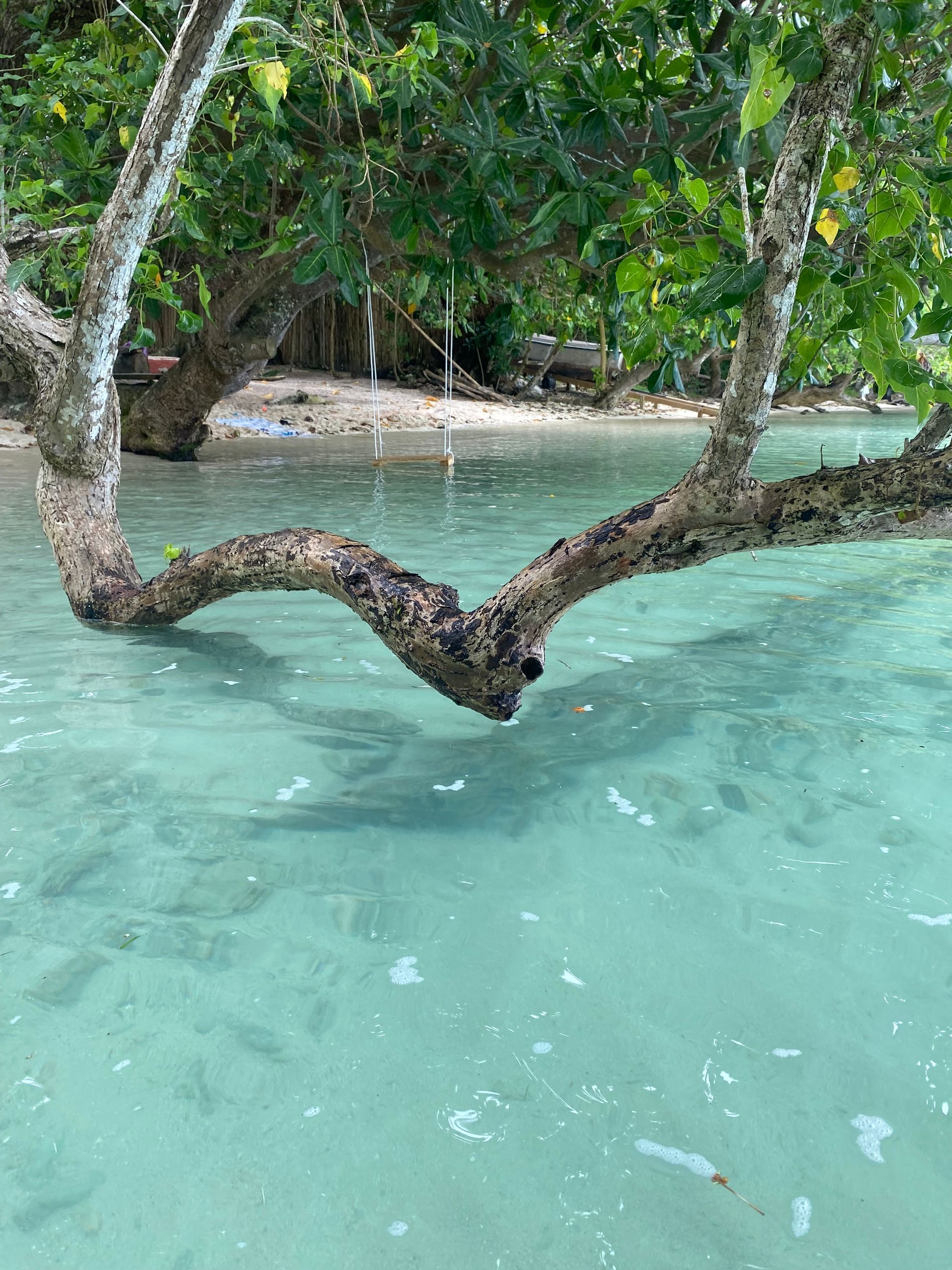 Mangrove branches over turquoise water beside a sandy tropical shore