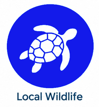 Blue circle logo with a white turtle and the text “Local Wildlife”