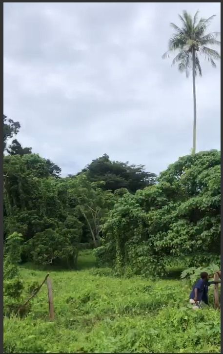 Lush green field and dense tropical trees under a cloudy sky, with two people standing at the lower right.