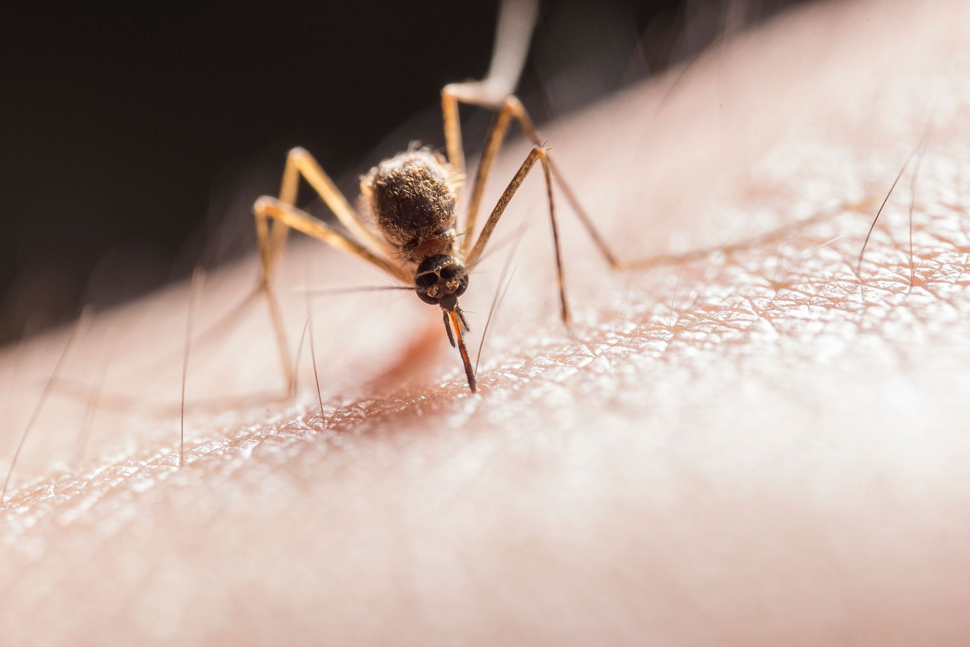 Close-up of a mosquito feeding on human skin, with its legs and proboscis visible.