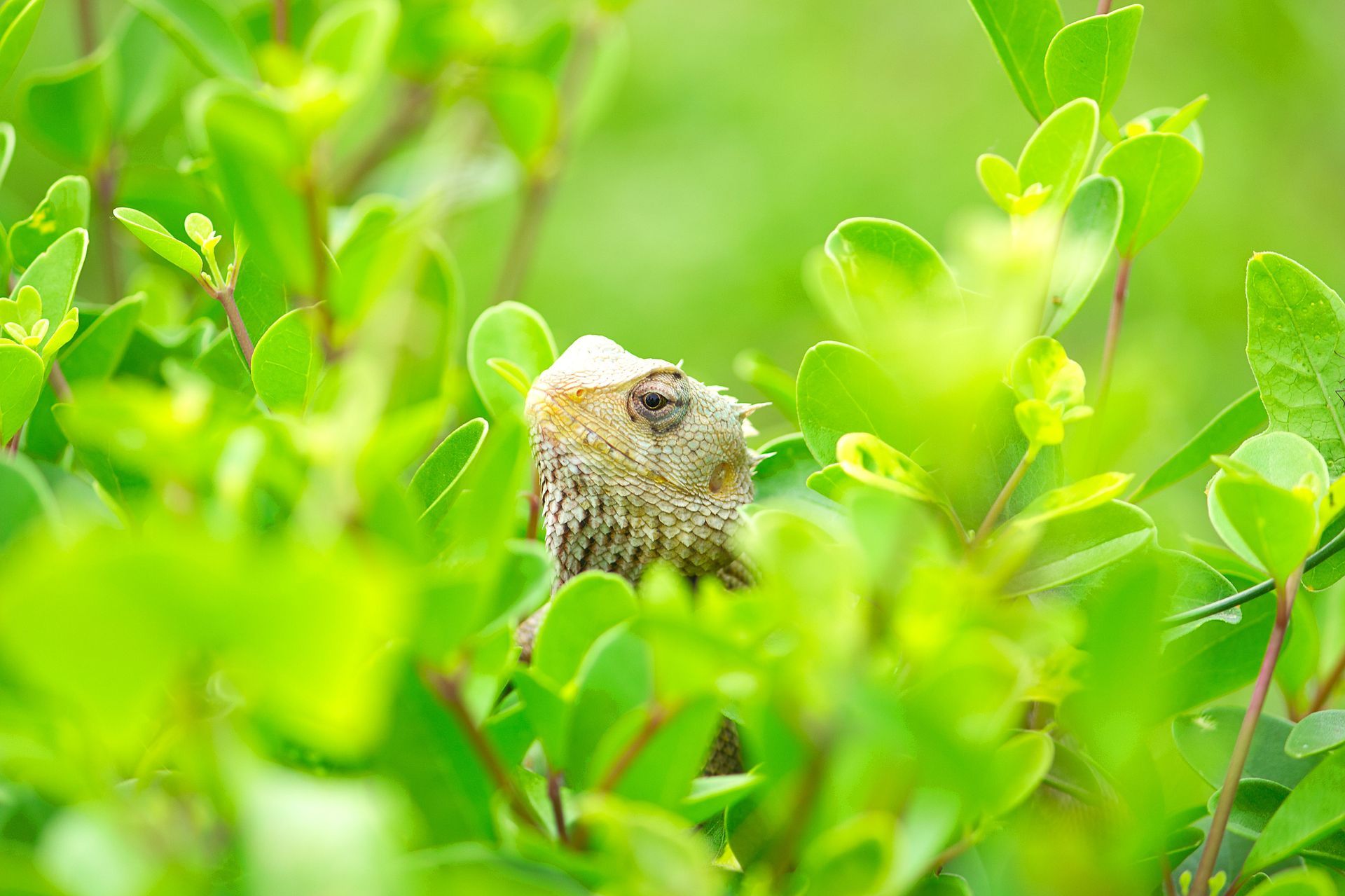 Small bird nest tucked among bright green leaves in a sunlit bush