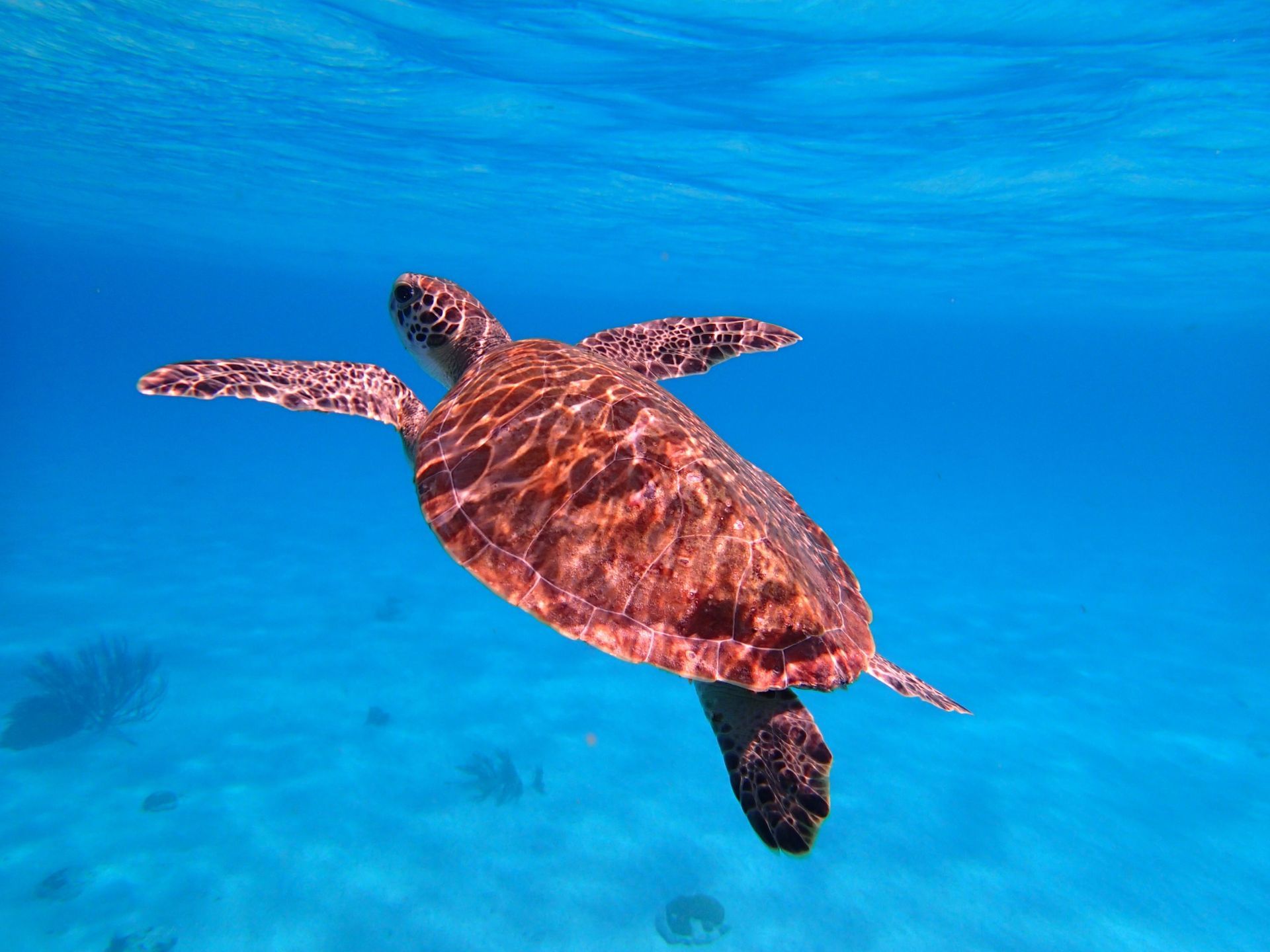 Sea turtle swimming in clear blue ocean water