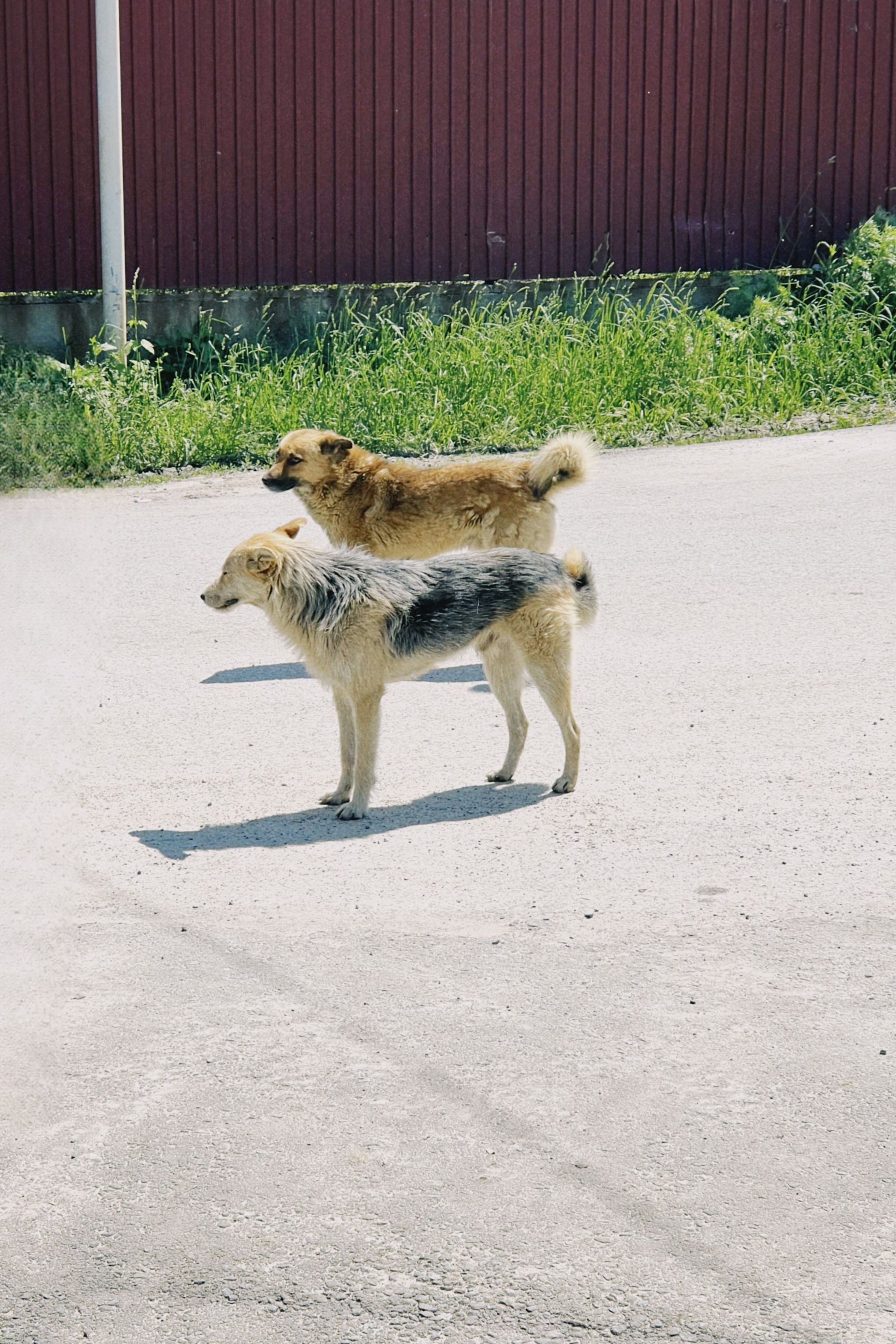 Two dogs standing on a sunlit pavement near a red fence and tall grass