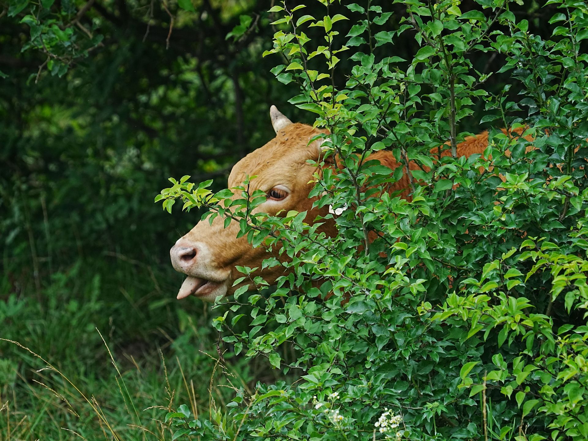 Two bears peeking through green bushes in a forest clearing