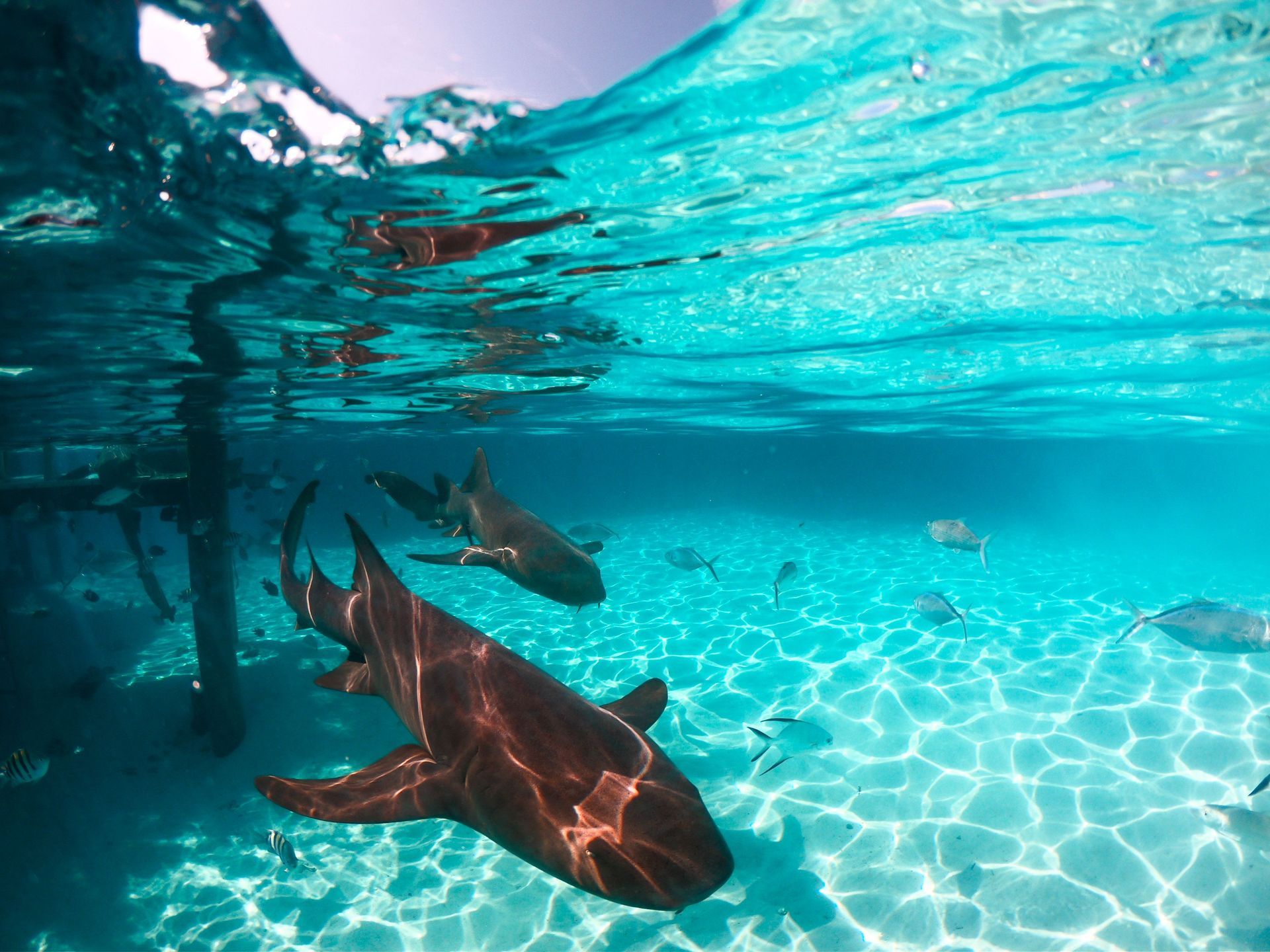 Sea turtles swimming underwater near a wooden pier in clear turquoise water