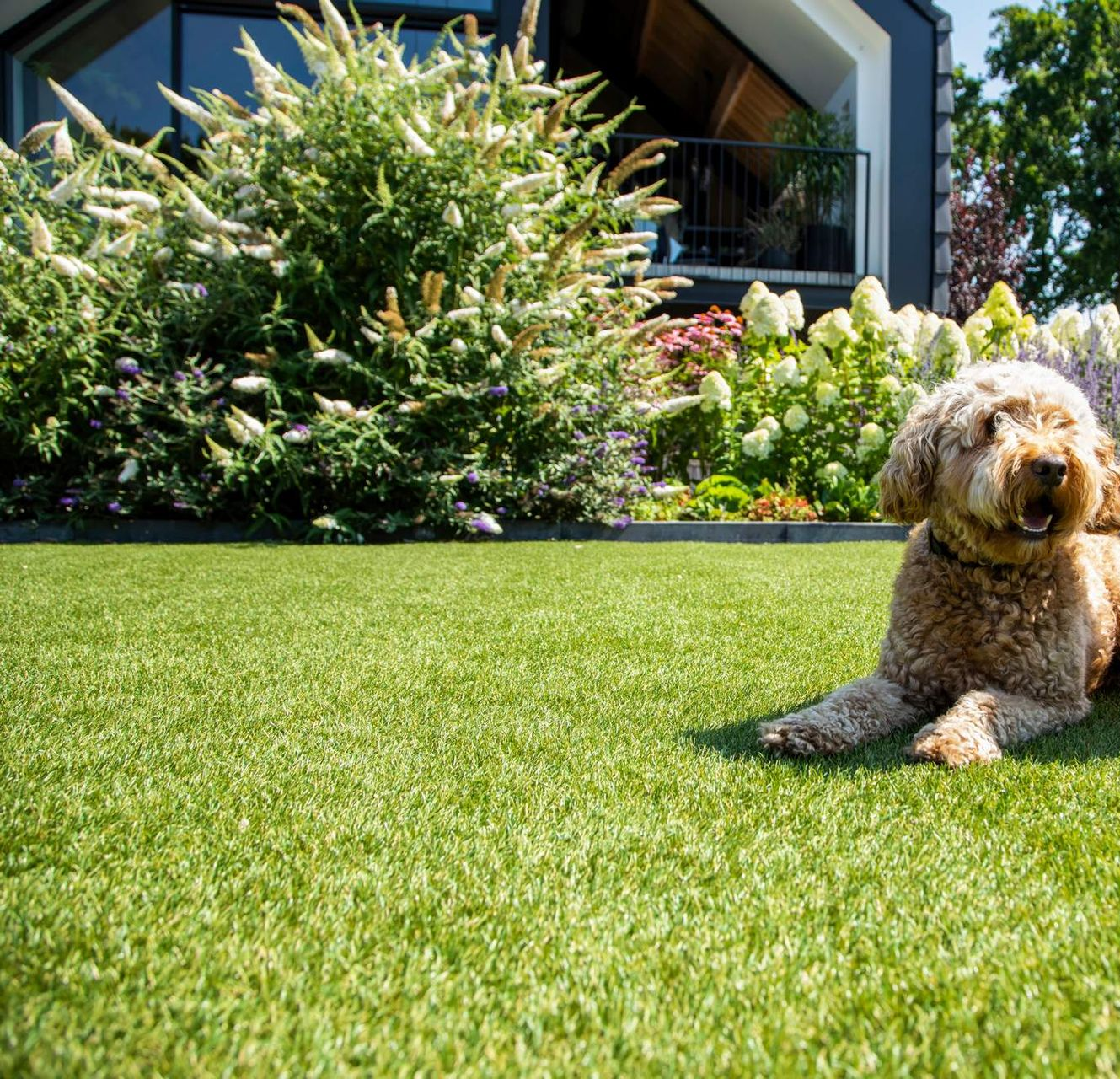 Een Golden Labradoodle ontspant op een groen gazon voor een huis en tuin.