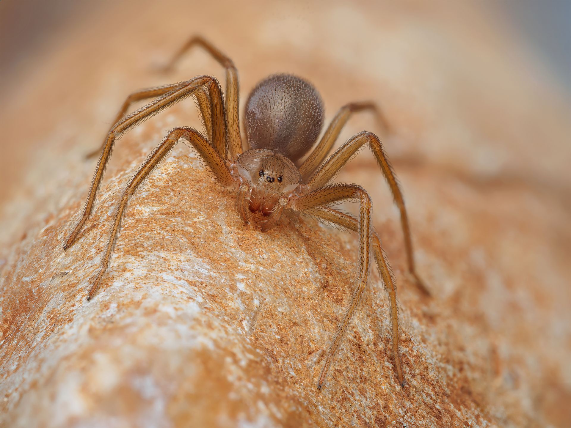 Brown spider close-up on a textured surface, legs spread wide.