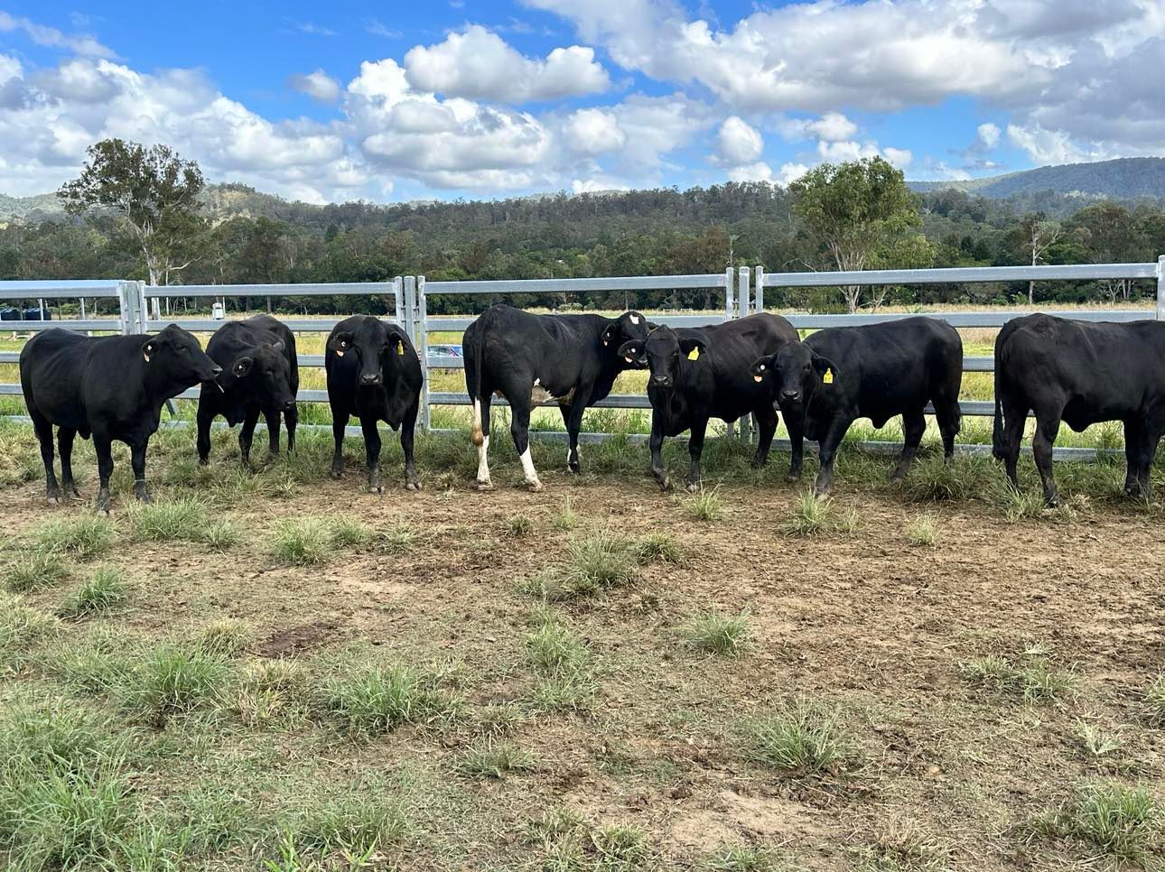 Paddock Sales Sullivan Livestock and Rural Services