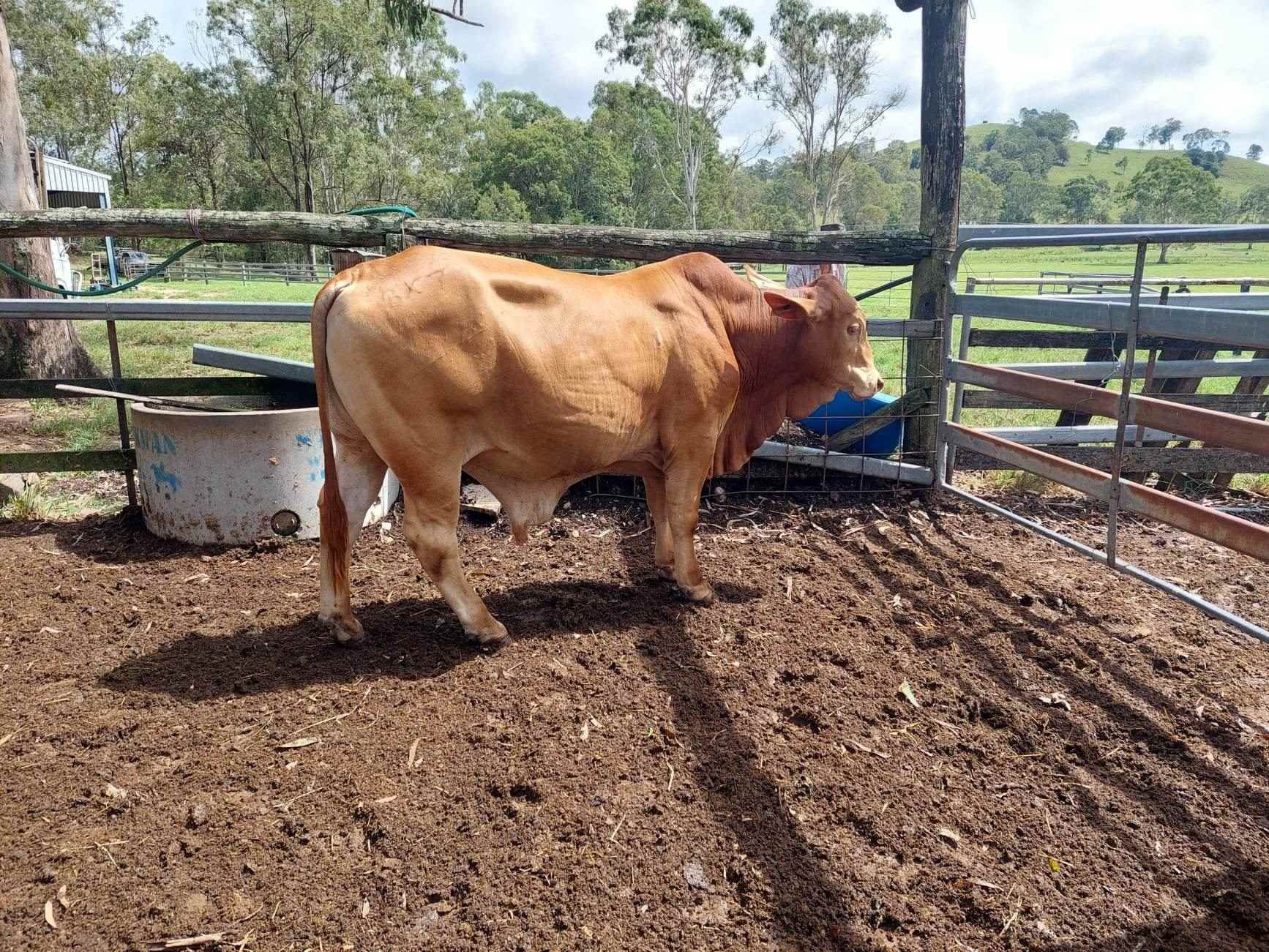 Paddock Sales Sullivan Livestock and Rural Services