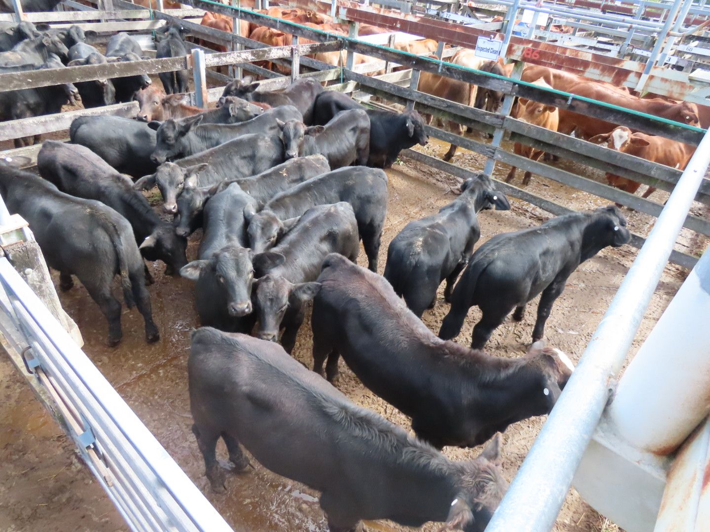 LIVESTOCK MARKET NEWS visual data 7