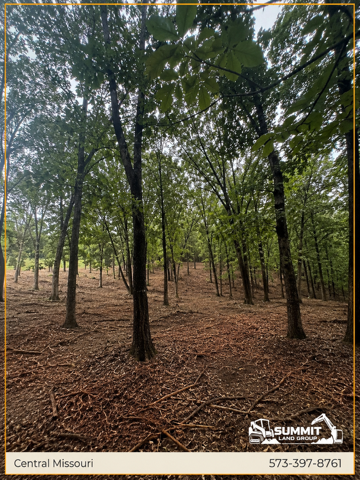 Wooded clearing with tall trees and leaf-covered ground in Central Missouri