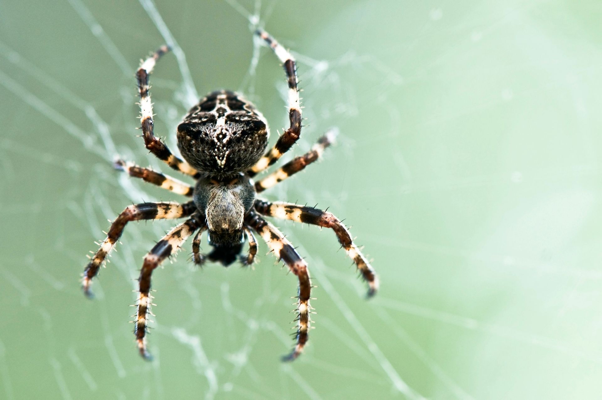 Spider Control in Ramsey, MN