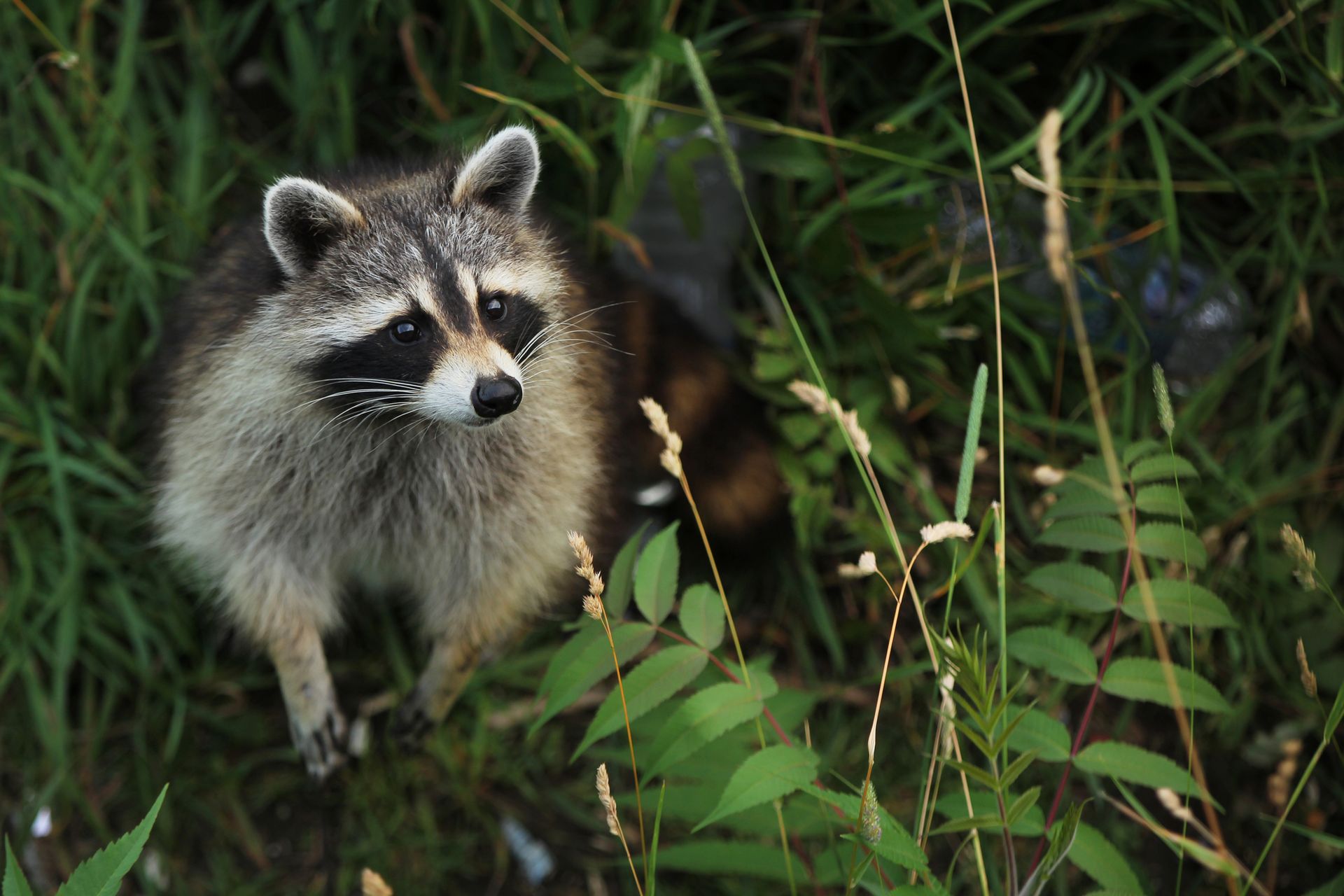 Wildlife Removal in Ramsey, MN Wildlife Removal in Ramsey, MN