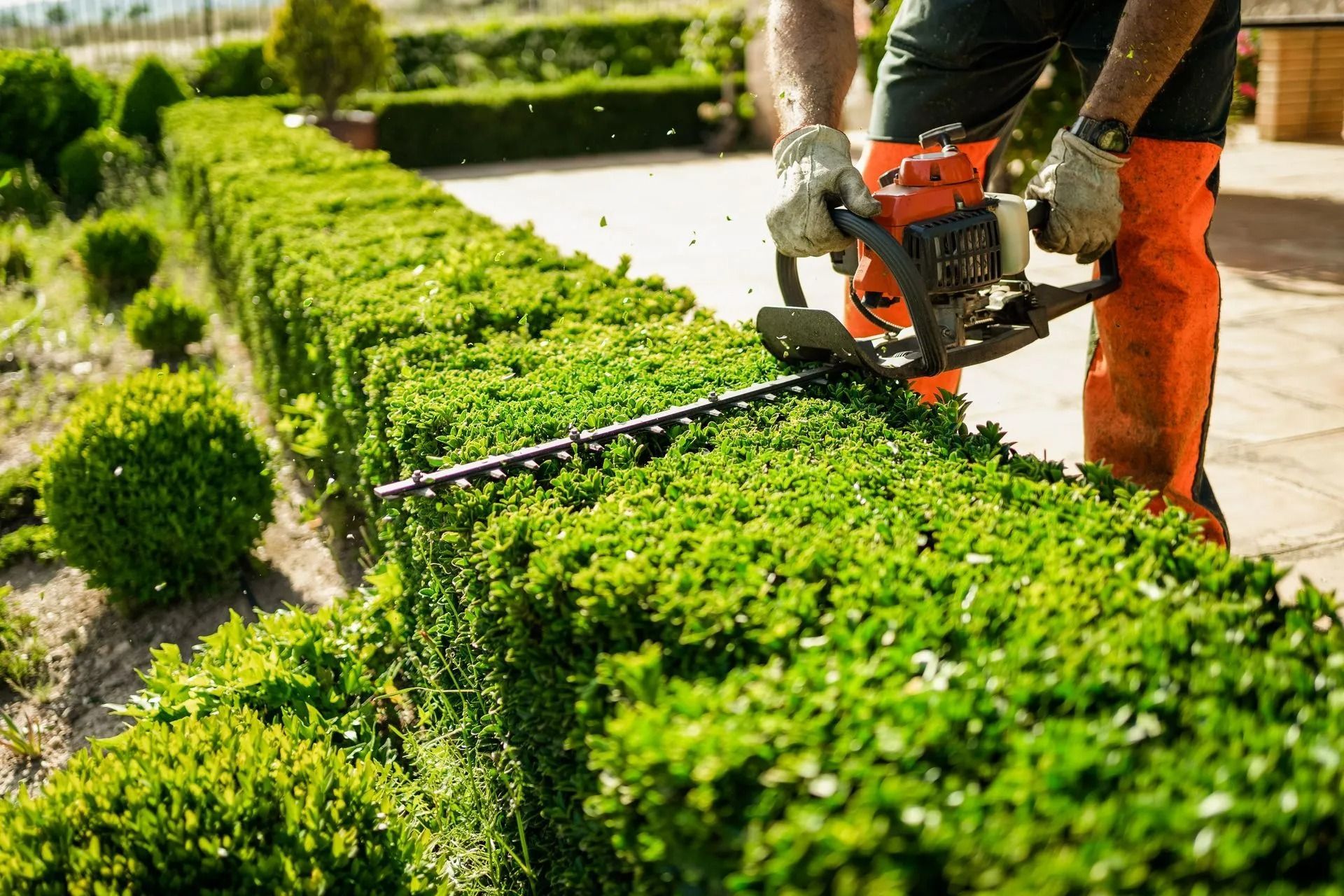 Gardener trimming a bright green hedge with a gas-powered hedge trimmer outdoors
