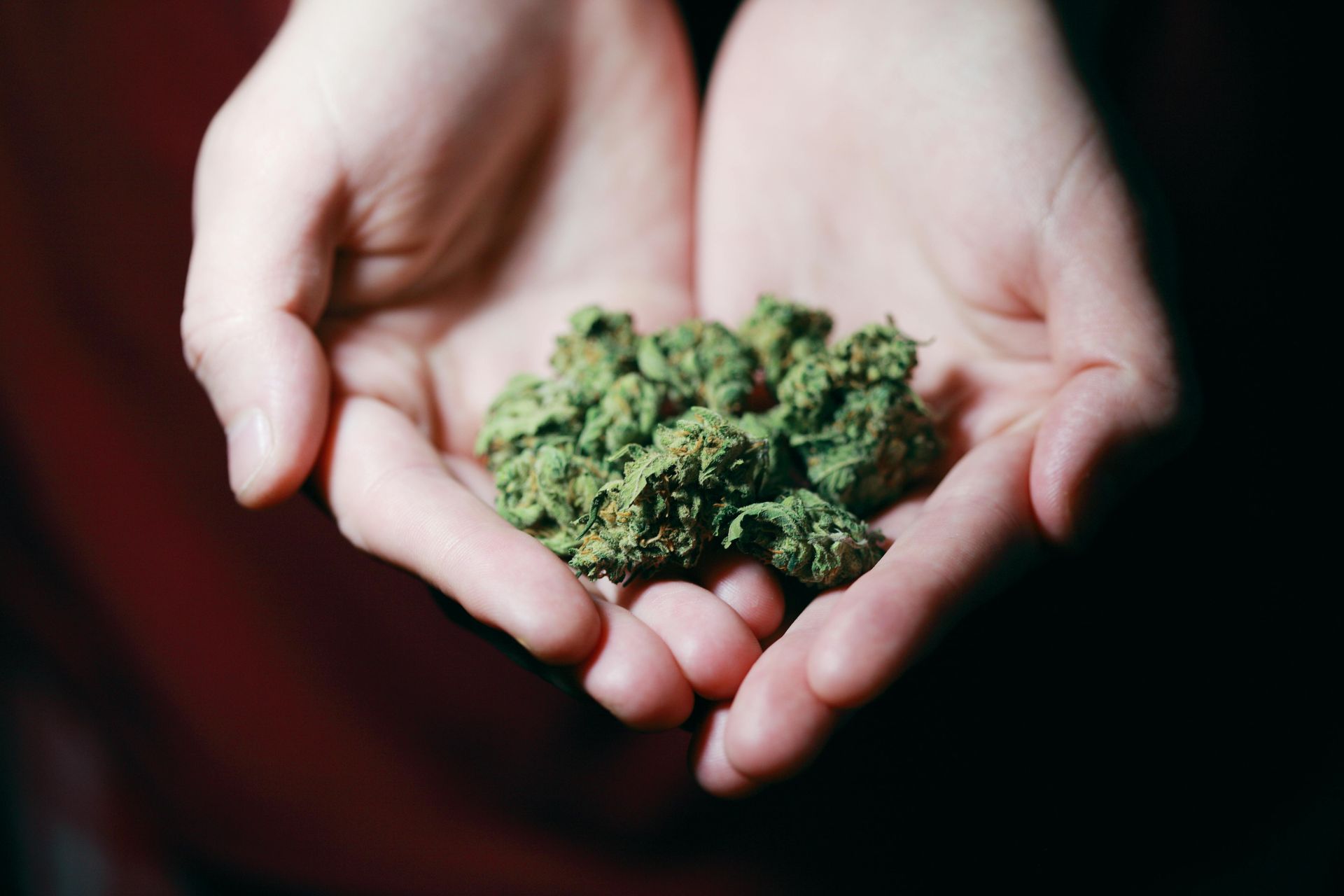 Hands holding a pile of green, dried cannabis buds. Marijuana Offenses Law Attorney in Nashville, Tennessee