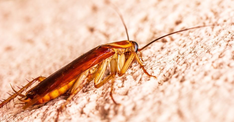 How Often Should Pest Control Be Done?