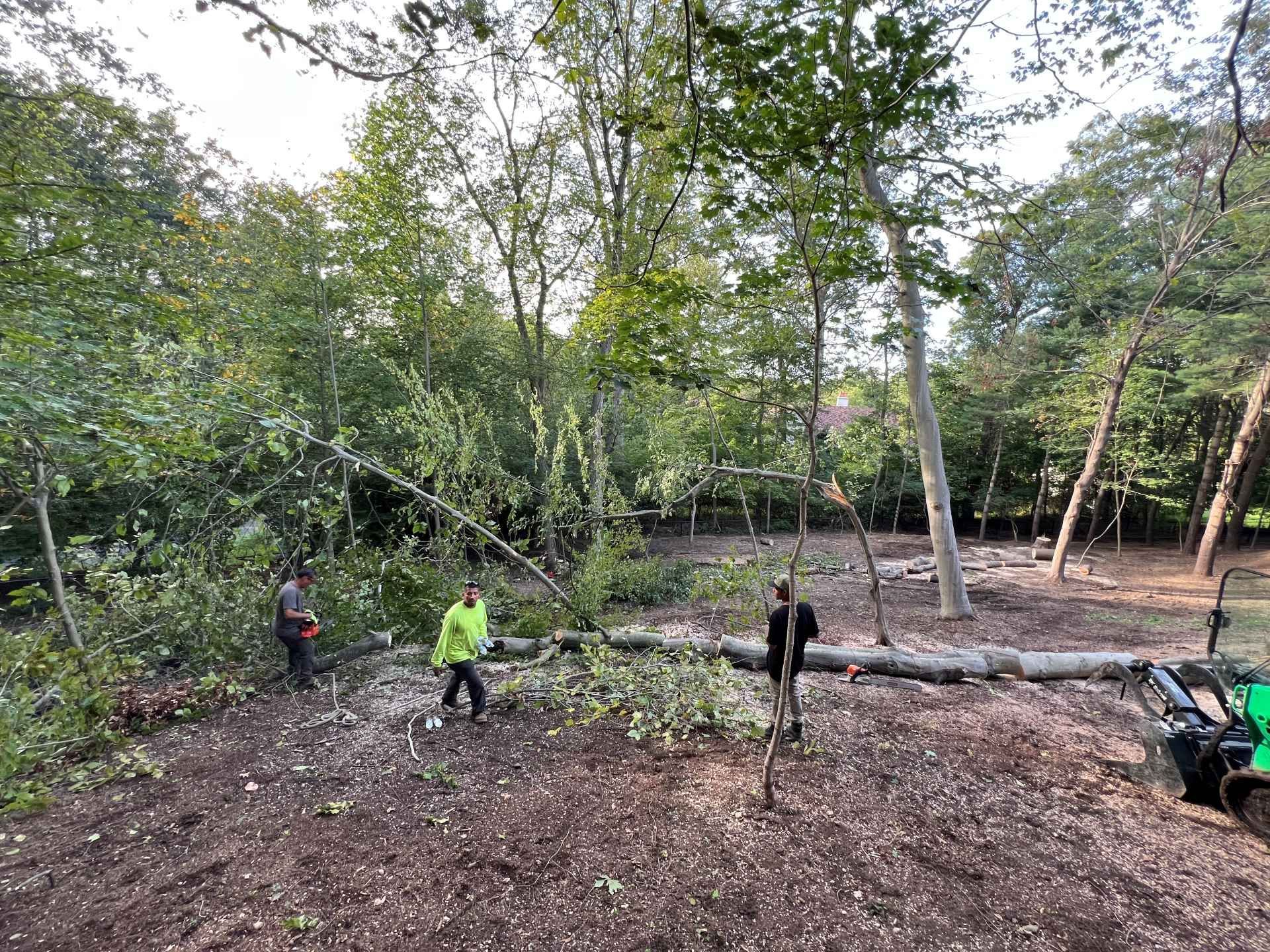 Men cutting trees in a wooded area, debris on the ground.