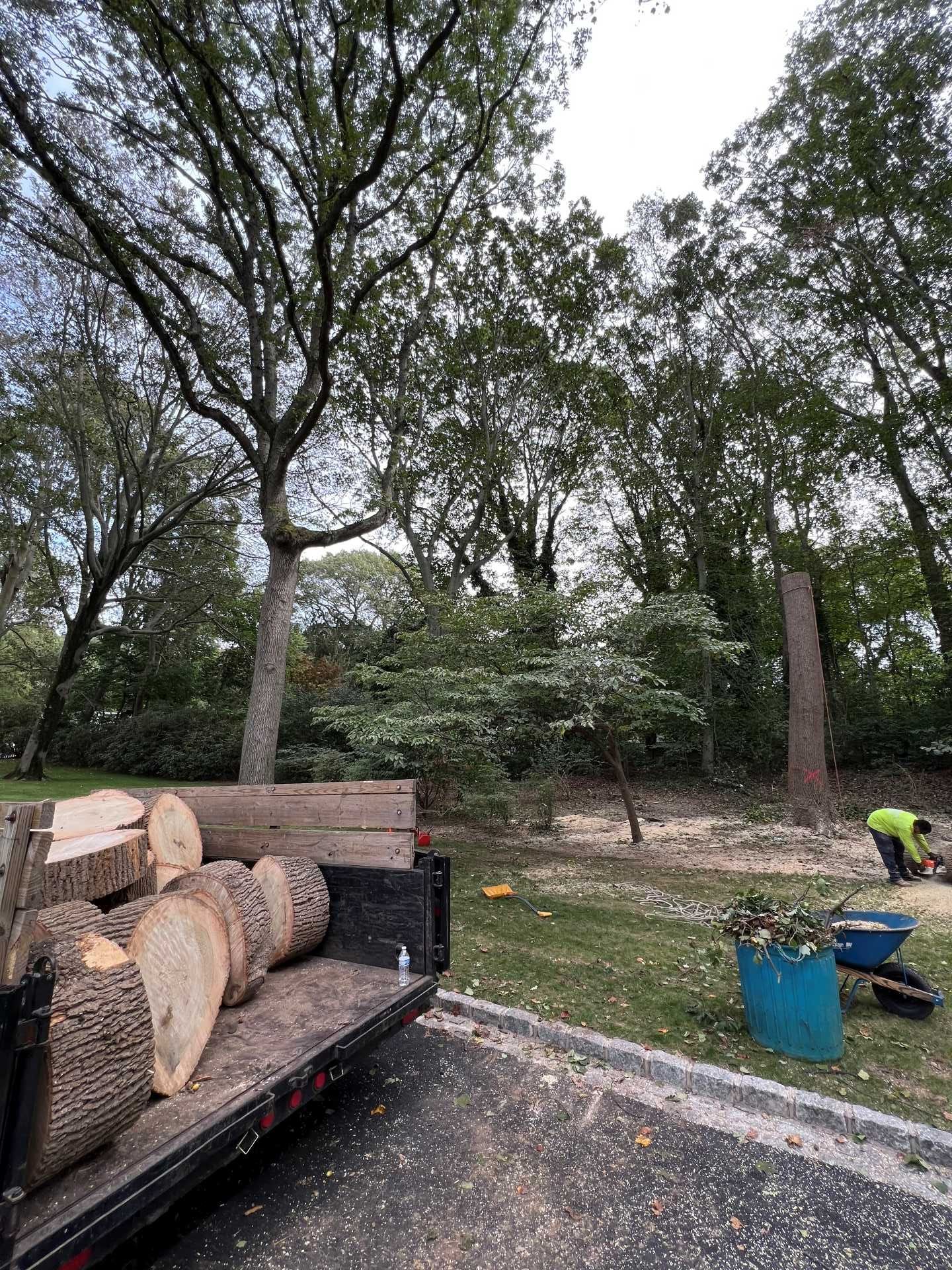 Trailer with wood rounds; tree removal in progress, worker with equipment visible. Green grass, trees.