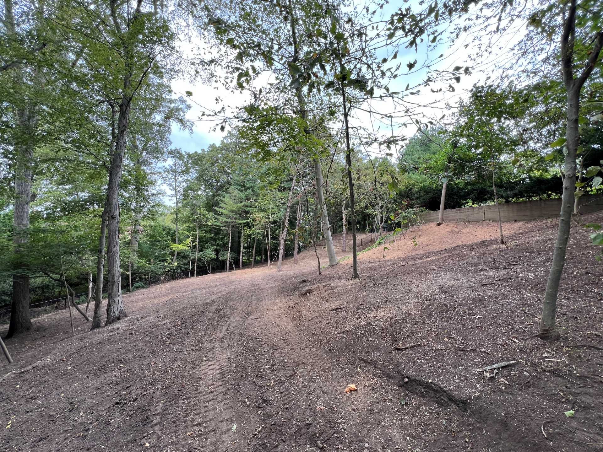 A hillside covered in mulch and young trees with green foliage against a cloudy sky.