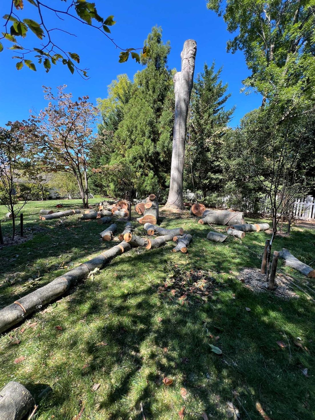 A tree stump with cut logs in a grassy area, surrounded by other trees under a clear blue sky.