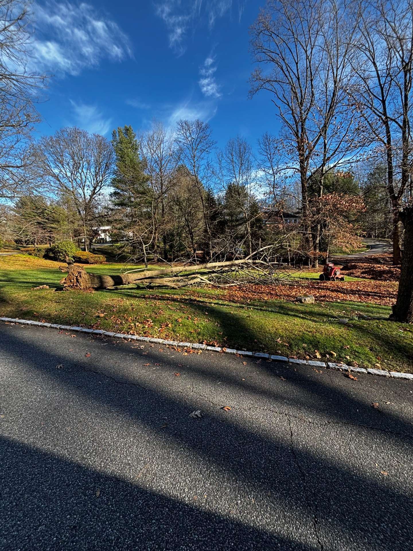 A sunny autumn landscape with bare trees, a grassy field, and a dark road.