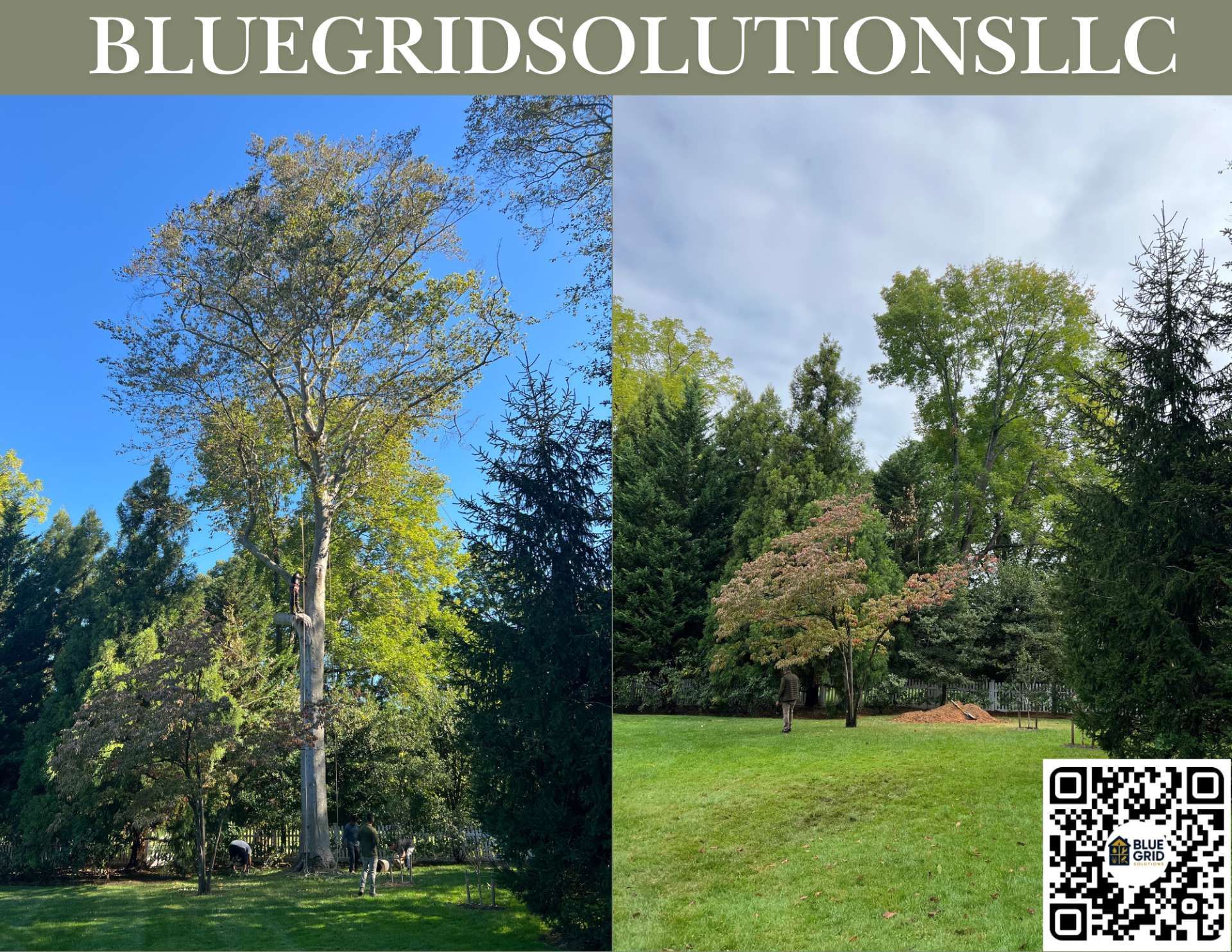 Two views of trees on a lawn under blue sky. The company name is at the top right, and QR code in the bottom.