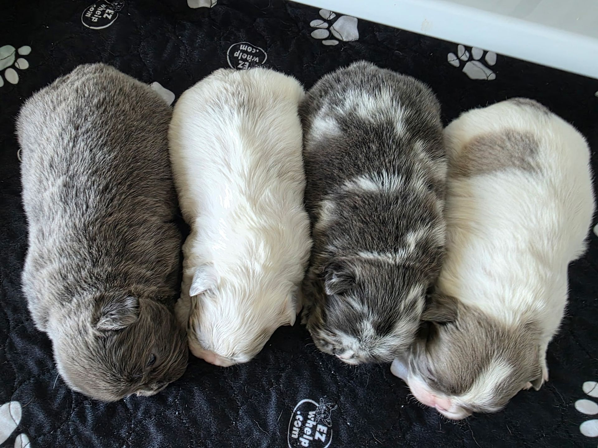 Four sleeping puppies curled in a row on a black paw-print blanket