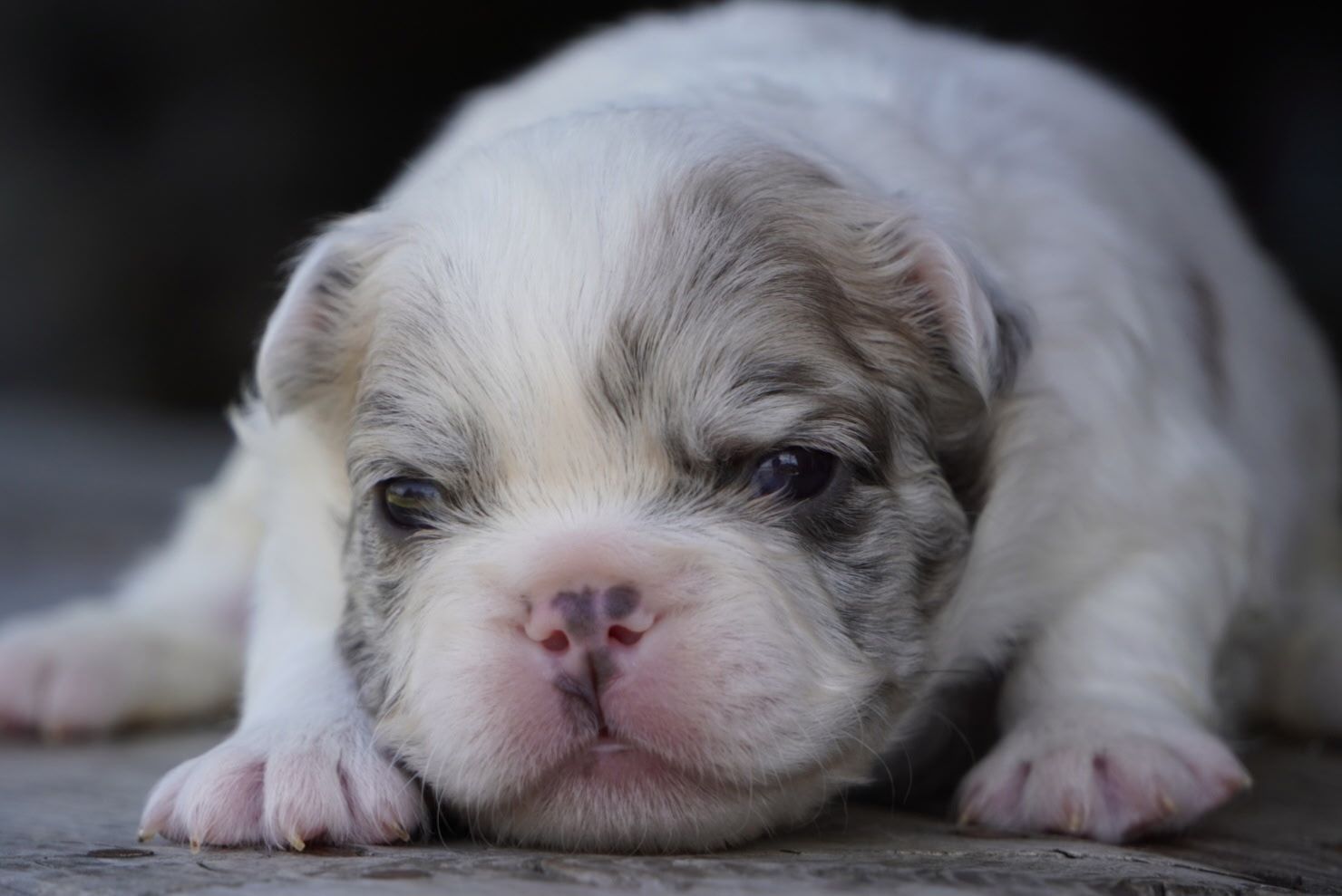 Sleepy white-and-tan bulldog puppy resting its head on a wooden surface