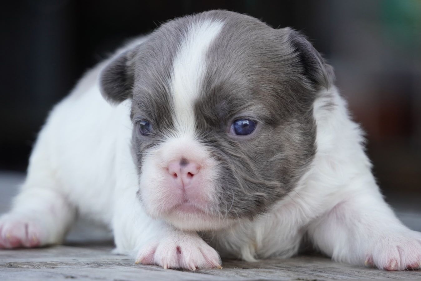 Small white-and-gray puppy lying down with a sleepy expression on a wooden floor