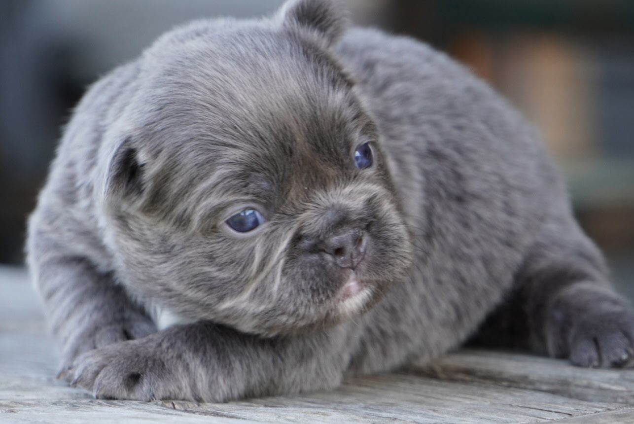 Gray puppy lying on wooden floor, looking curiously to the side