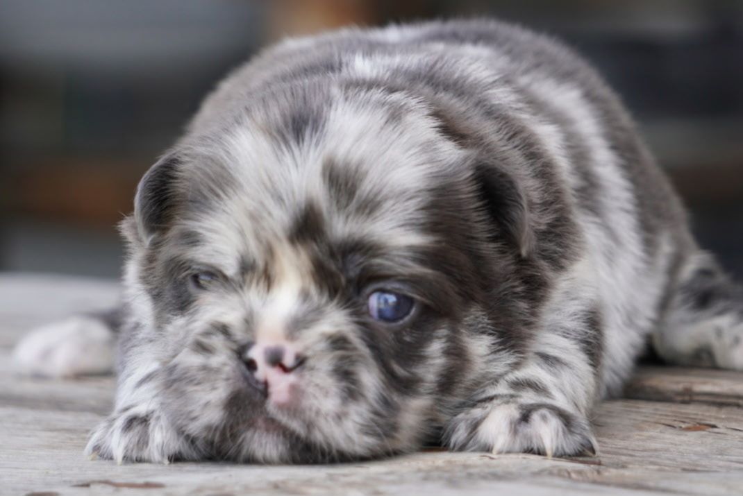 Merle puppy lying on a wooden floor, looking sleepy with one blue eye visible