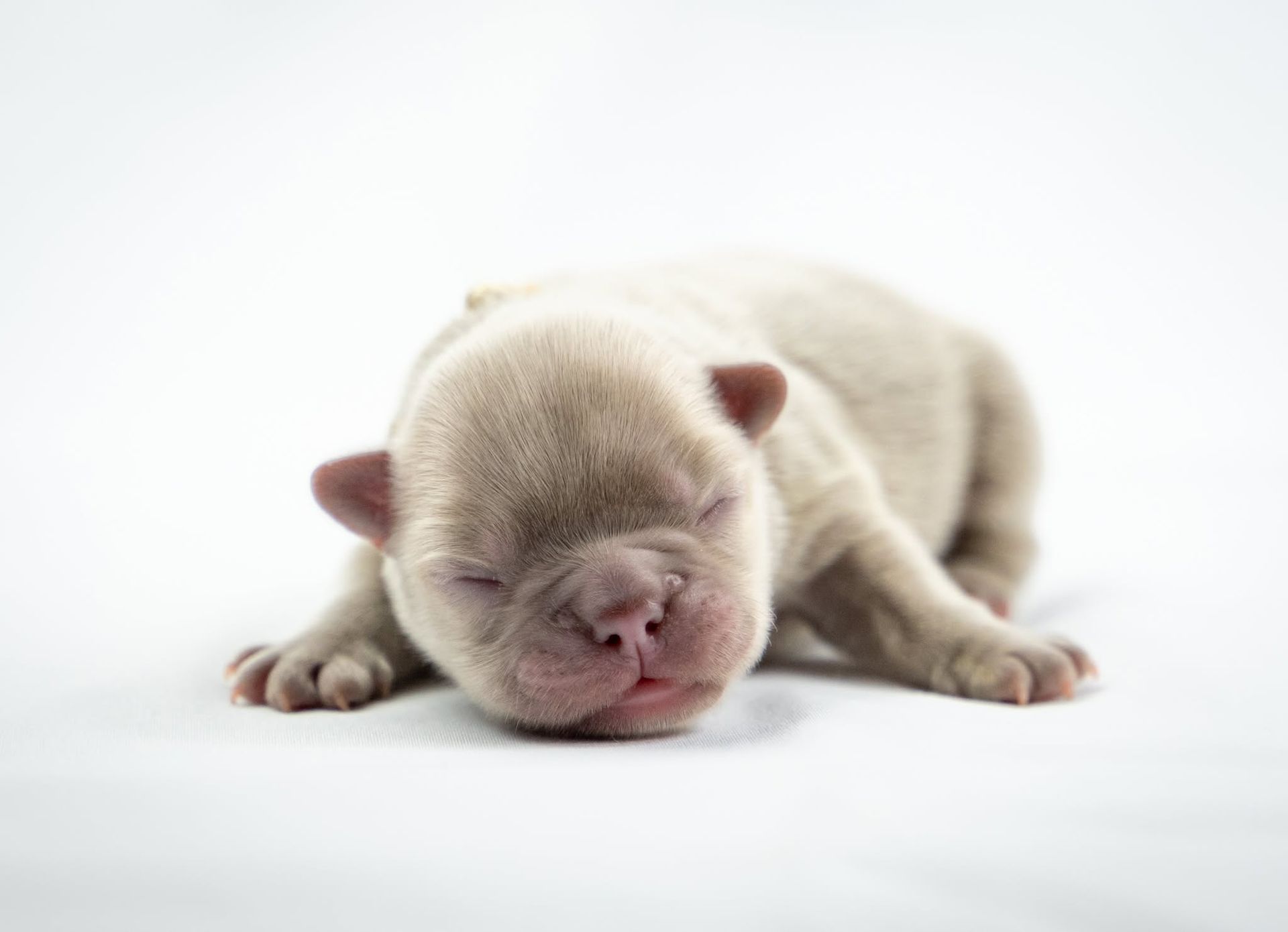 Sleeping cream-colored newborn puppy on a white background