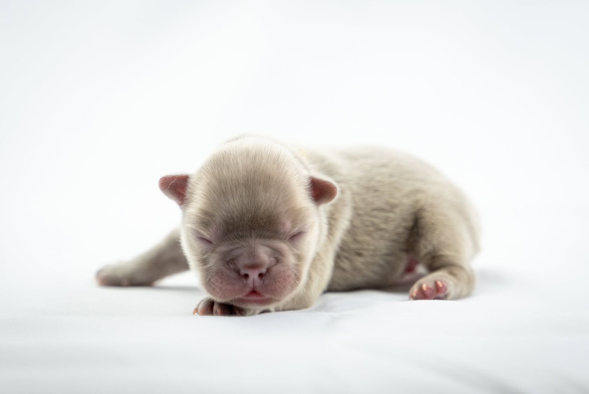 Newborn cream-colored puppy sleeping on a white background
