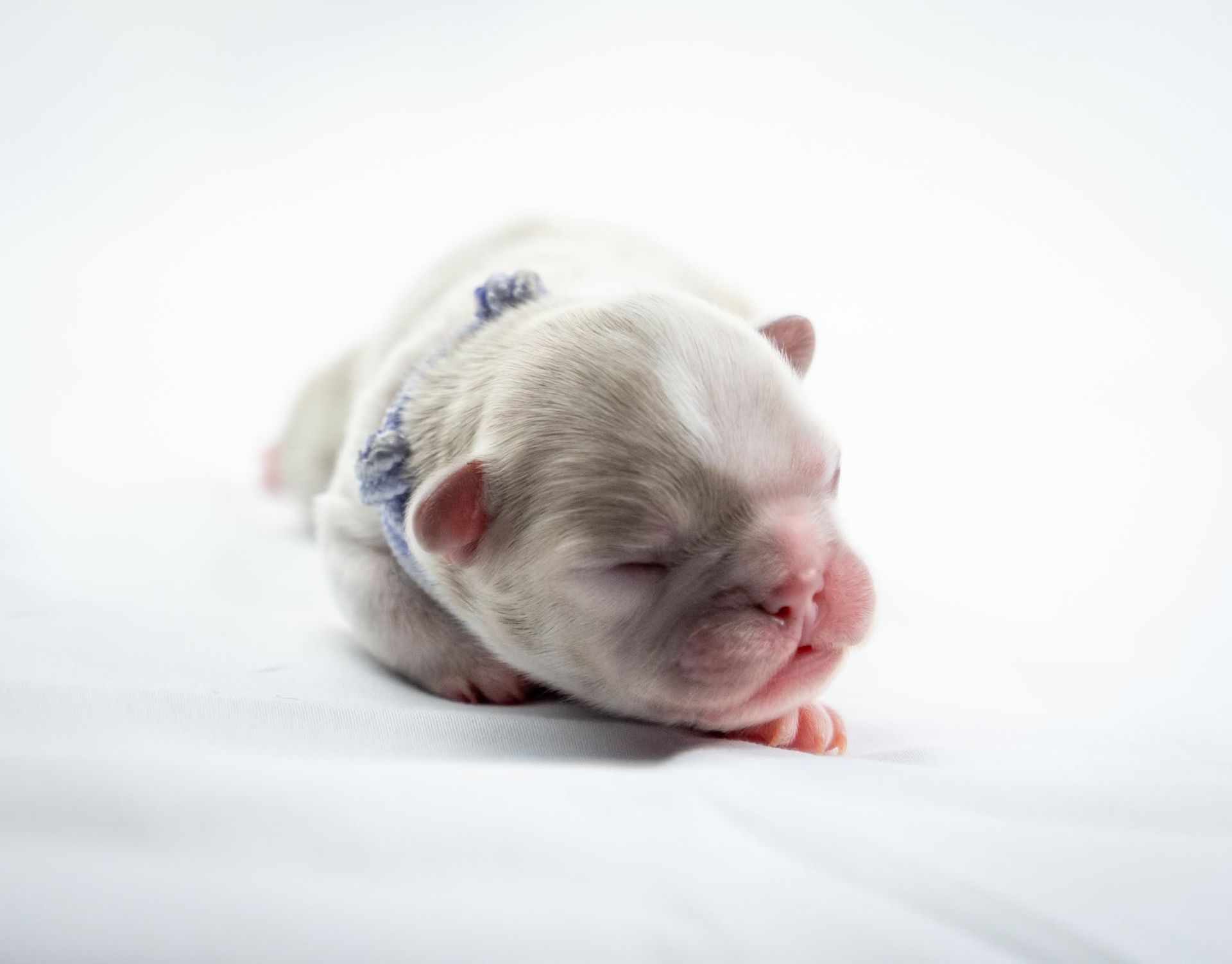 Sleeping newborn puppy on a white background, curled up with eyes closed.